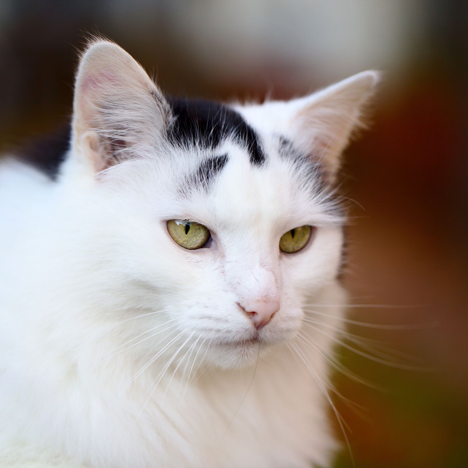 Canon EF 100mm F2.8L Macro IS USM sample photo. Cat, portrait, pet photography
