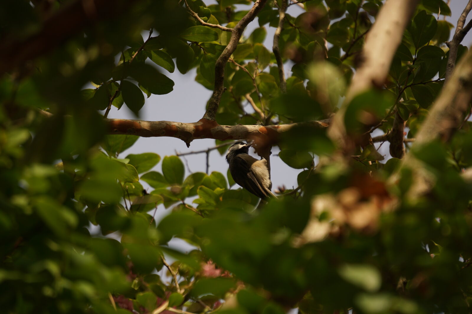 Sony a6000 sample photo