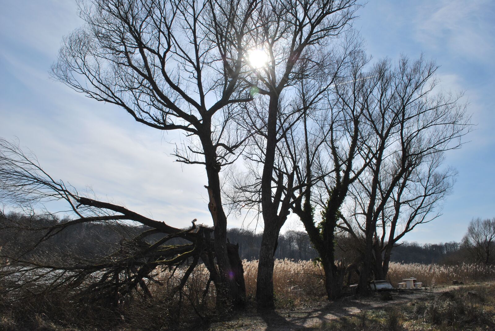 Nikon D60 sample photo. Tree, landscape, nature photography