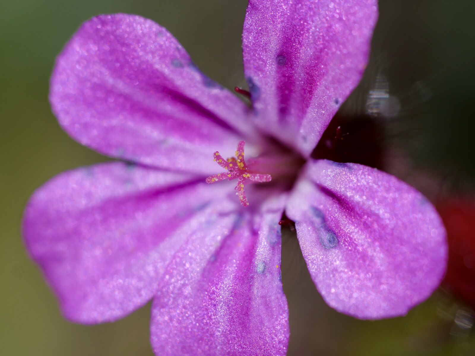 Panasonic Lumix DC-G9 sample photo. Macro, close up, spring photography