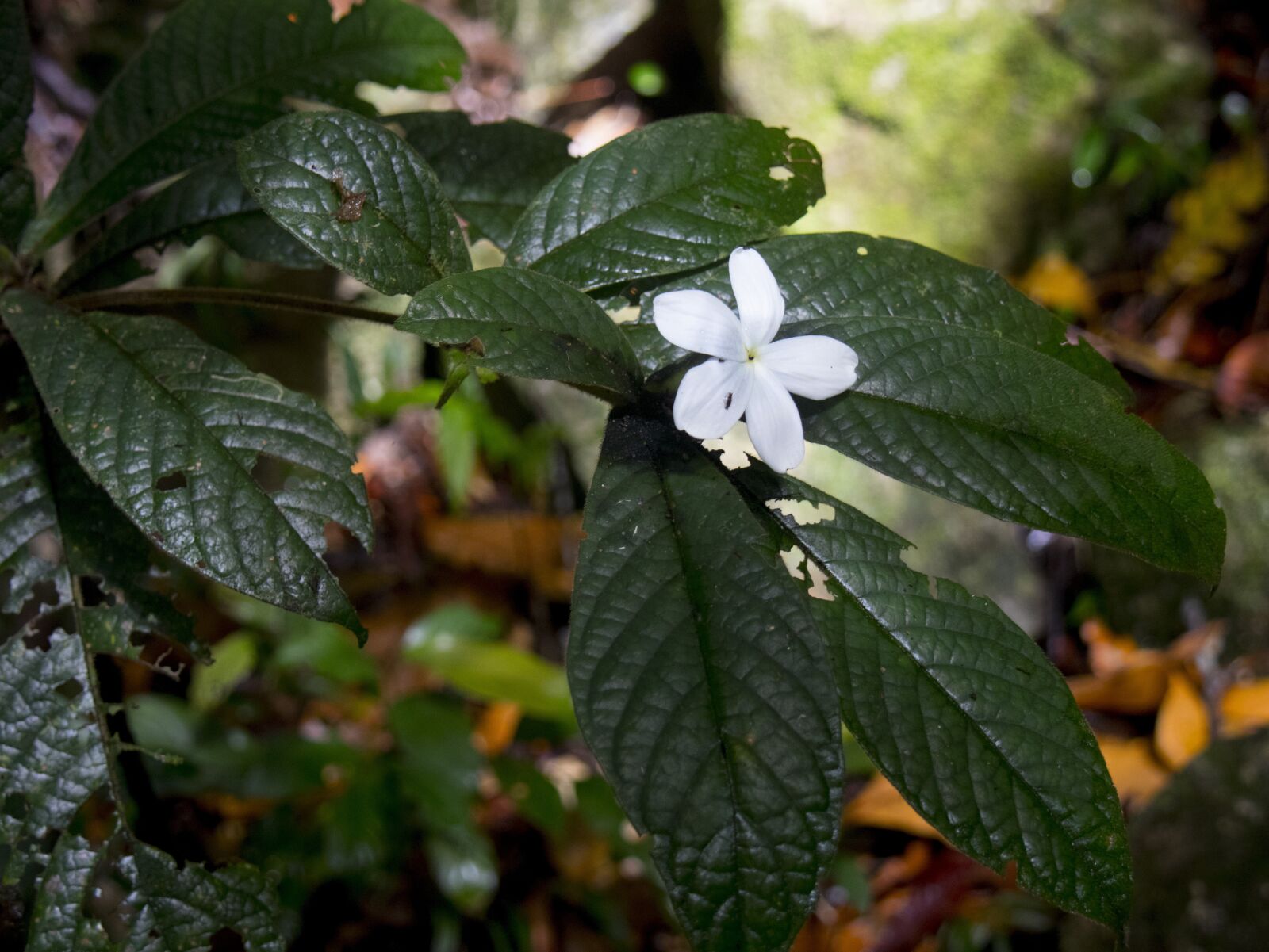 Canon EOS M6 sample photo. White, fragile, flower photography