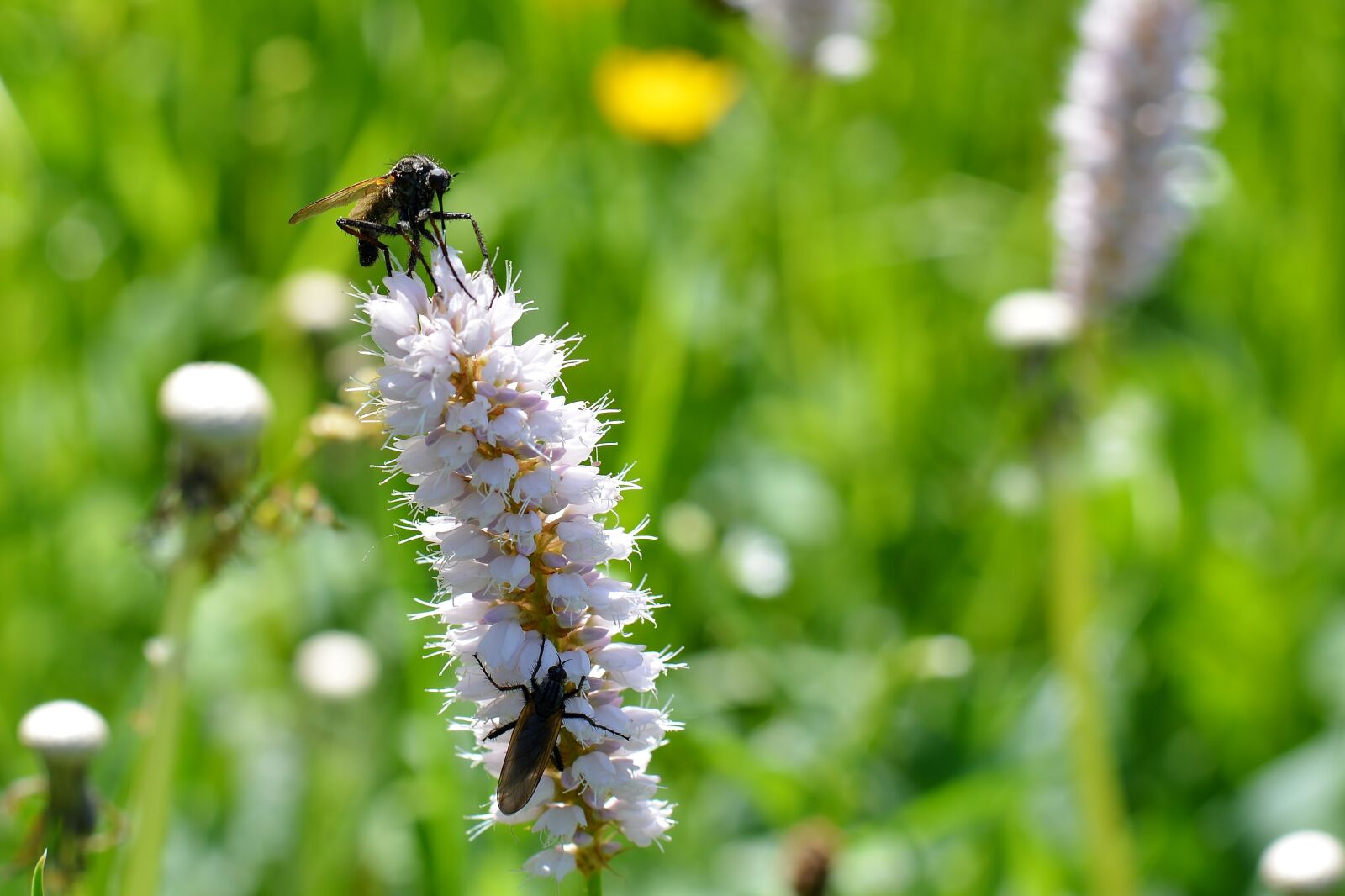 Nikon D5200 sample photo. Meadow, flower photography