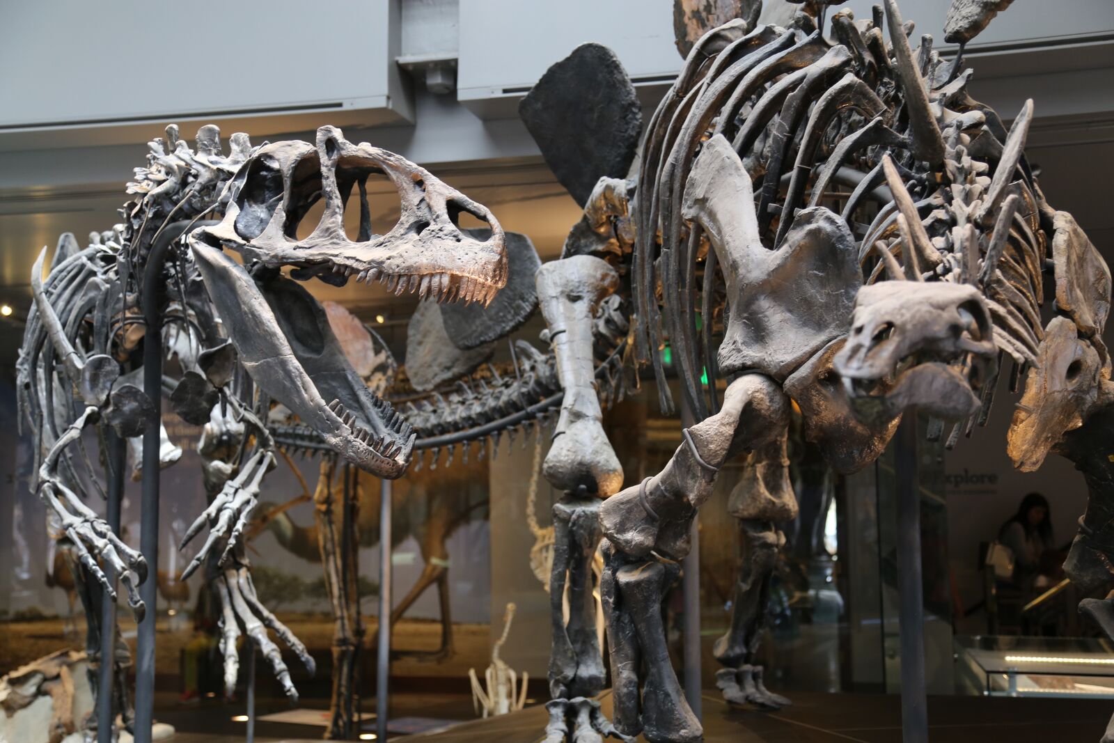 Canon EOS 6D + Canon EF 24-105mm F4L IS USM sample photo. Museum, skeleton, dinosaur photography