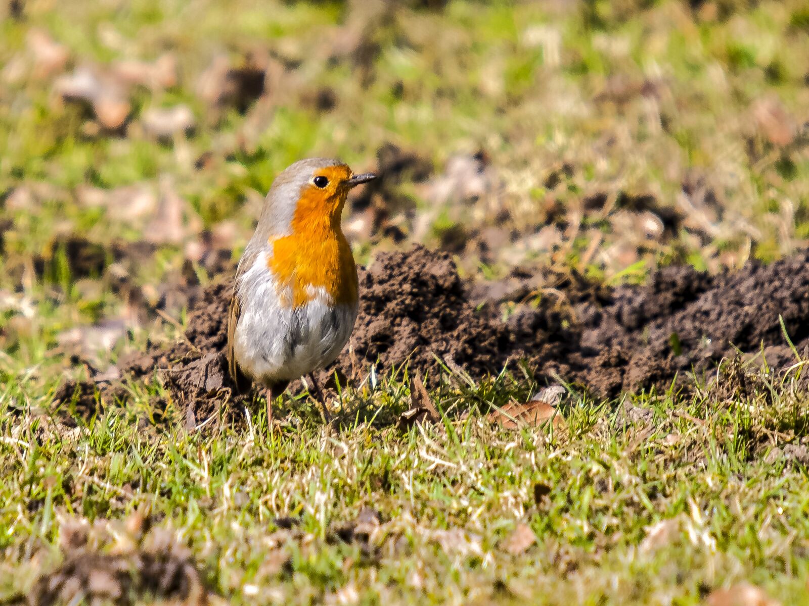 Olympus E-3 sample photo. Robin, bird, songbird photography