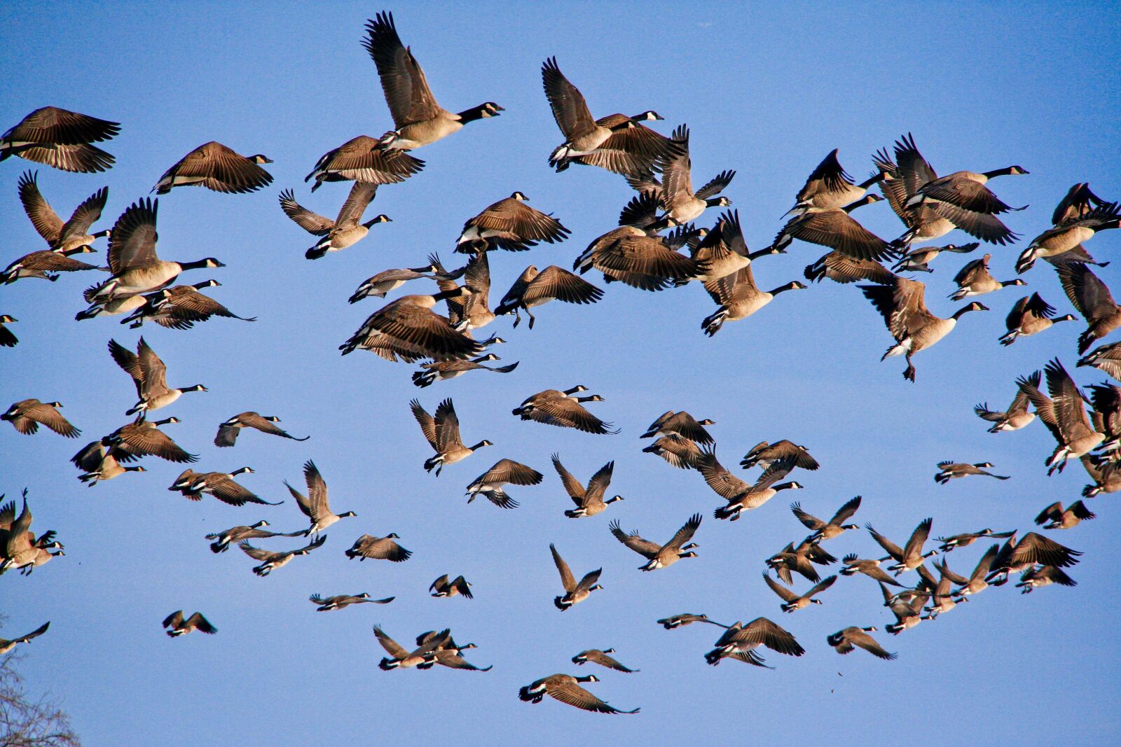 Canon EOS 400D (EOS Digital Rebel XTi / EOS Kiss Digital X) sample photo. Geese, flying, flock photography