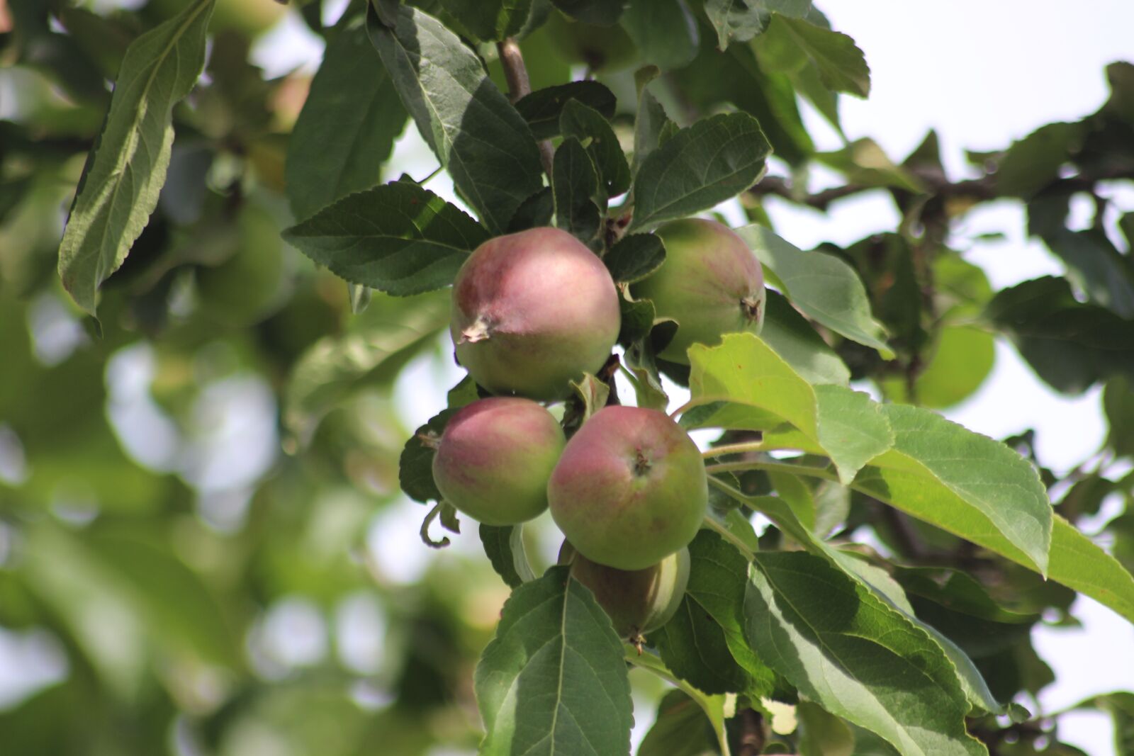 Canon EOS 600D (Rebel EOS T3i / EOS Kiss X5) sample photo. Apple, tree, apple tree photography