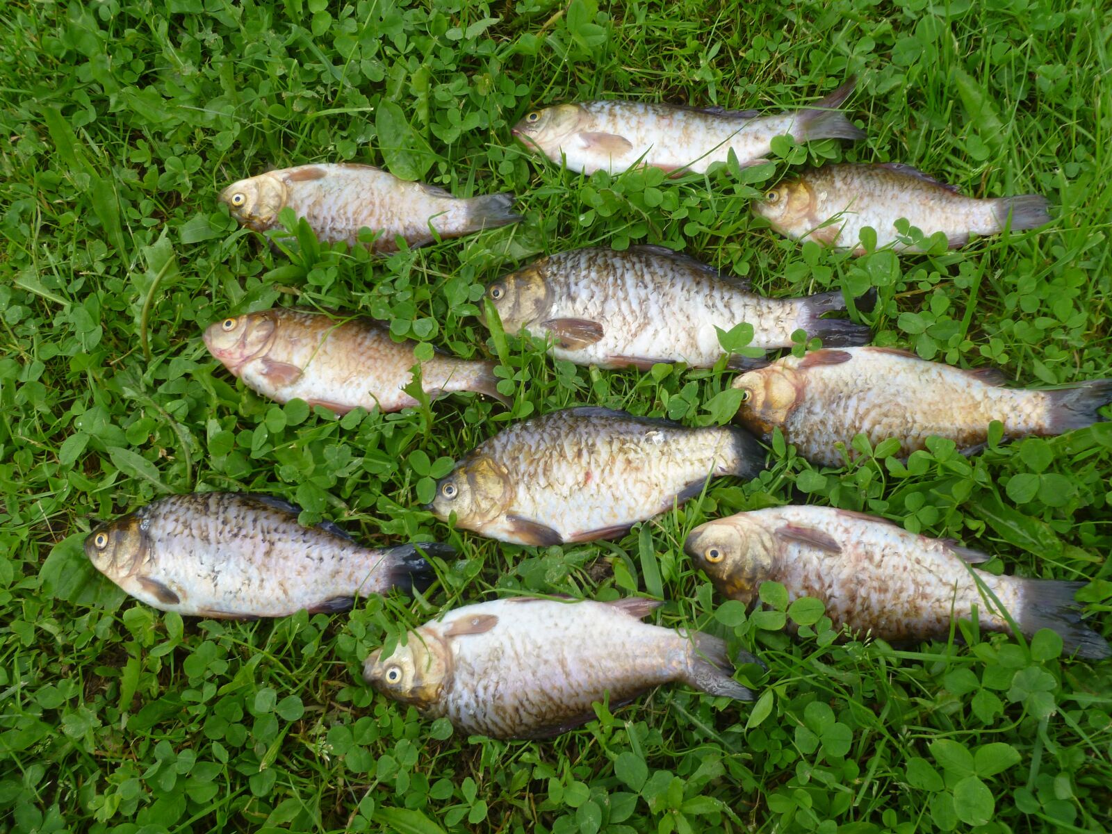 Panasonic DMC-FS30 sample photo. Fish, catch, grass photography