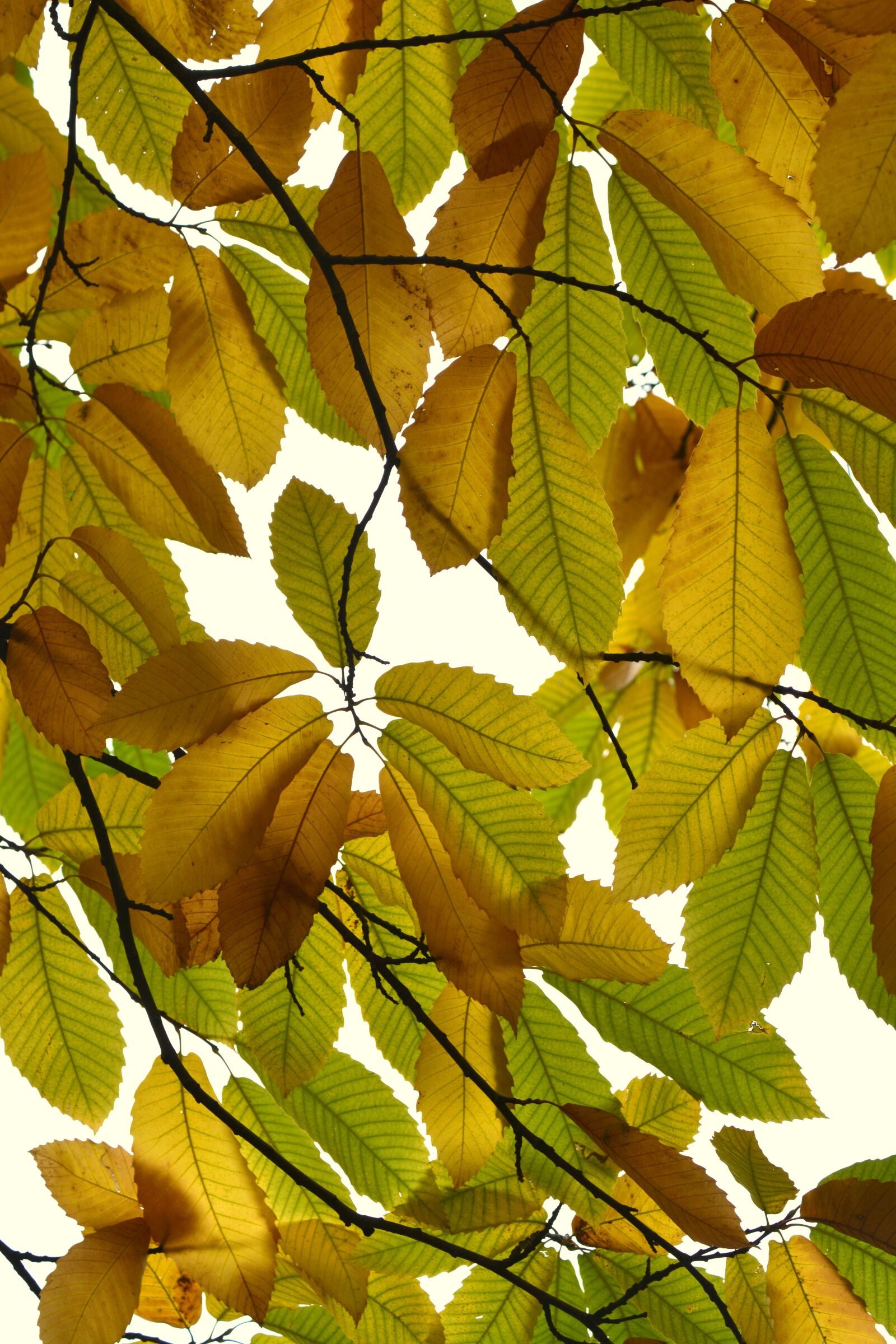 Nikon D5200 sample photo. Leaves, autumn, colors photography