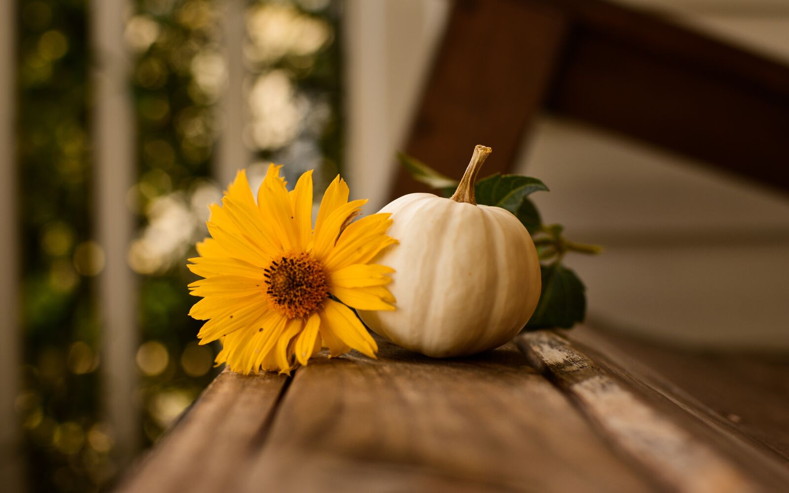 Nikon D7100 sample photo. Thanksgiving, pumpkin, fall photography