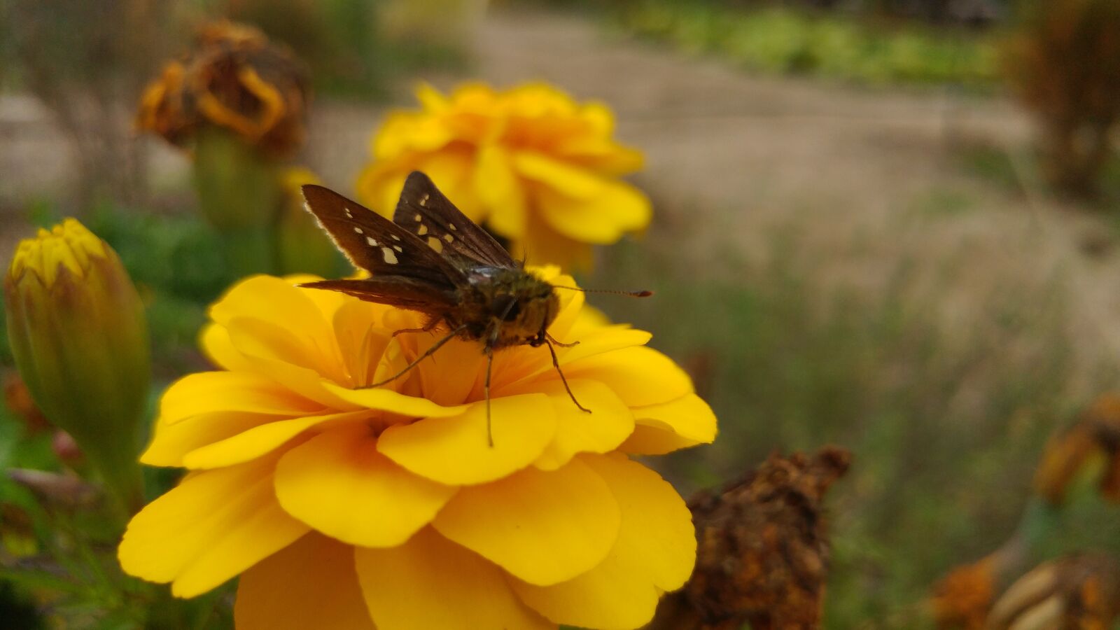 LG G5 sample photo. Flowers, bug, butterfly photography