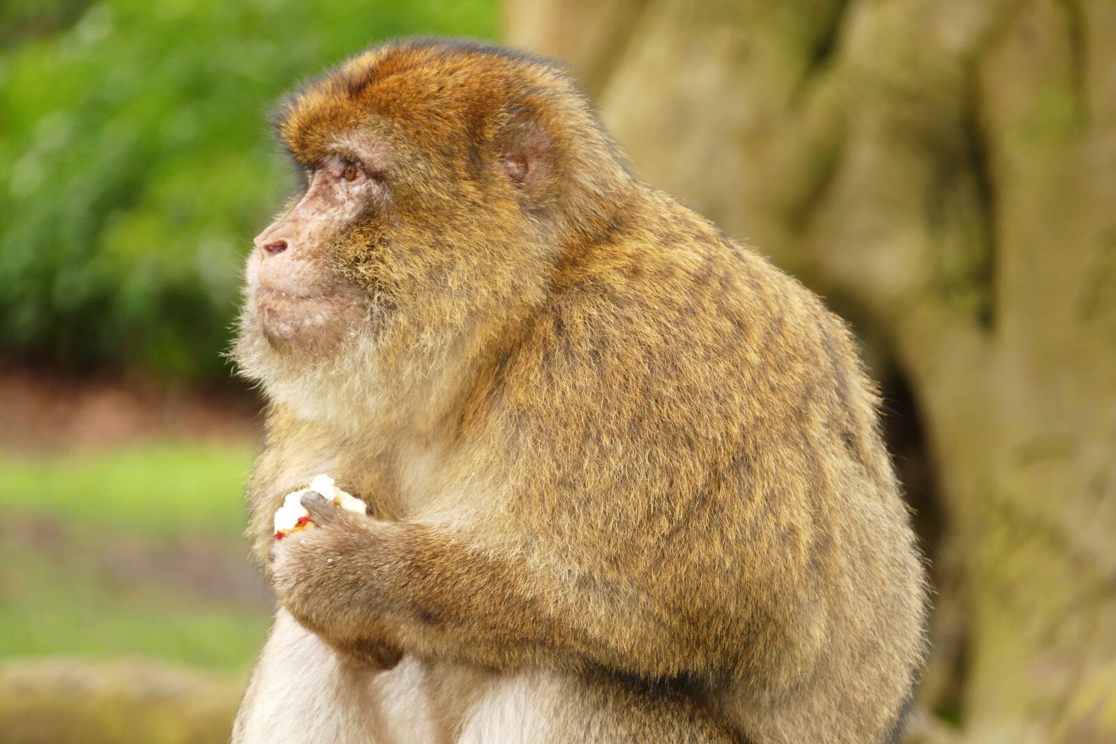 Panasonic Lumix DMC-FZ1000 sample photo. Ape, monkey, primate photography