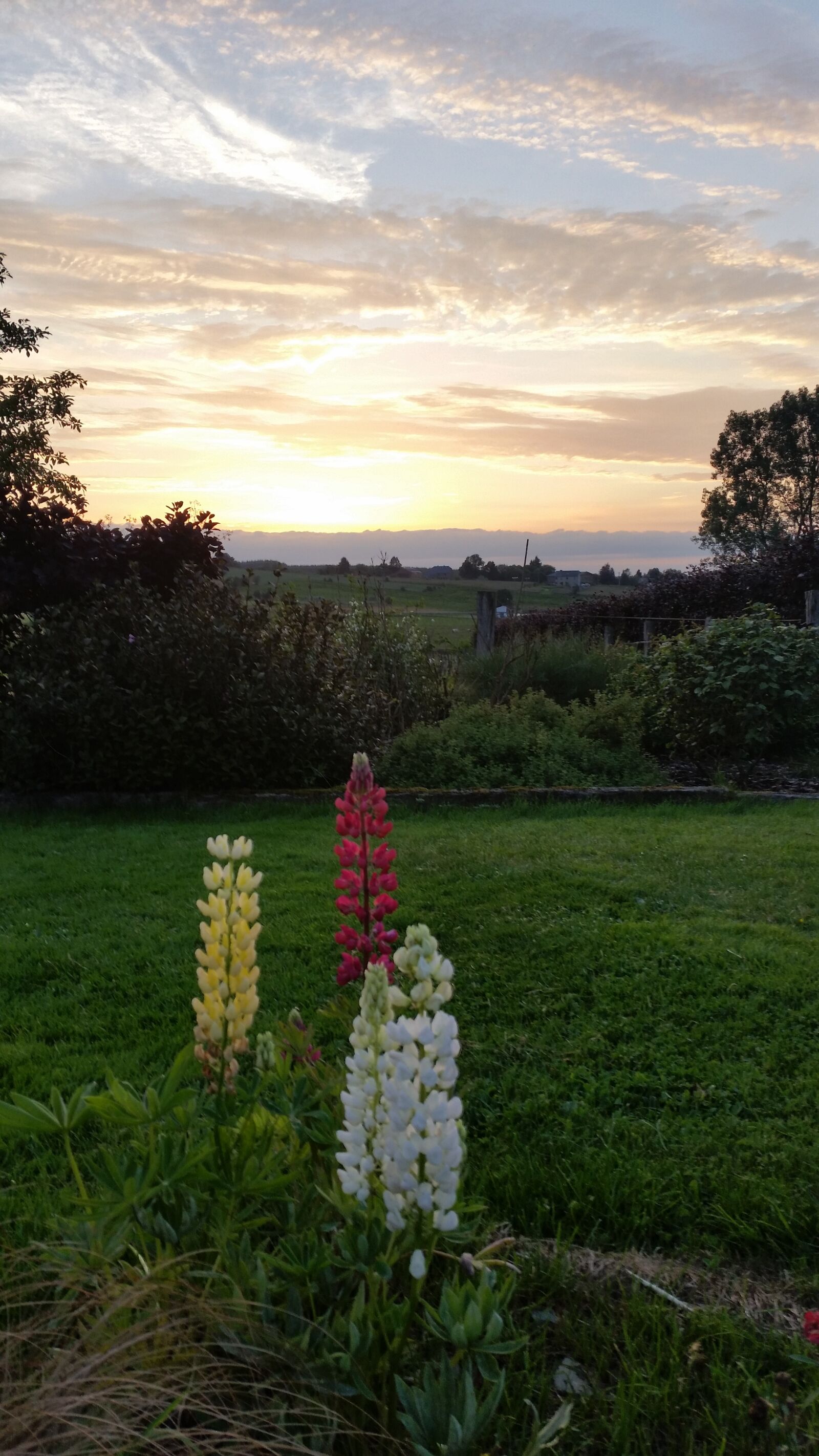 Samsung Galaxy S5 sample photo. Lupine, flowers, flowering photography