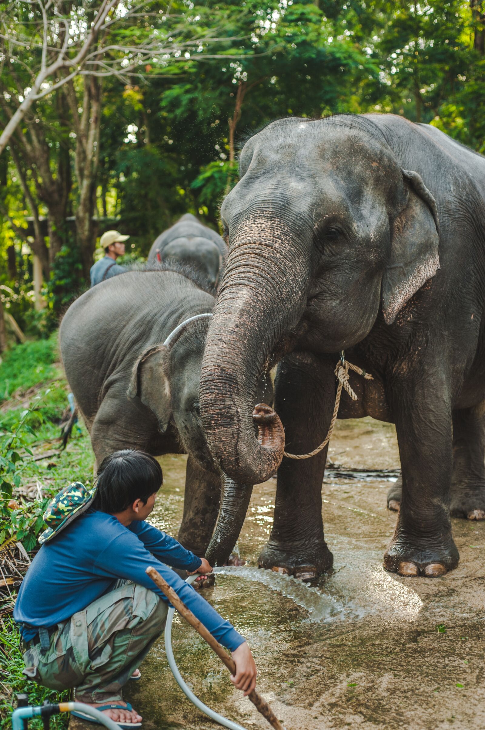 Nikon D700 sample photo. Thailand, elephant, baby photography