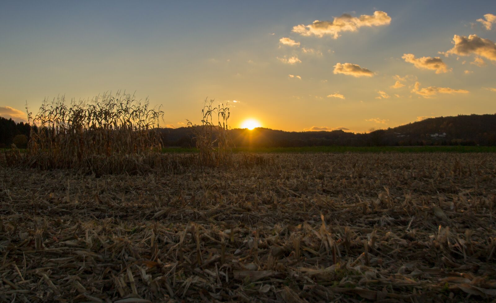 Nikon D3100 sample photo. Sunset, field, corn photography