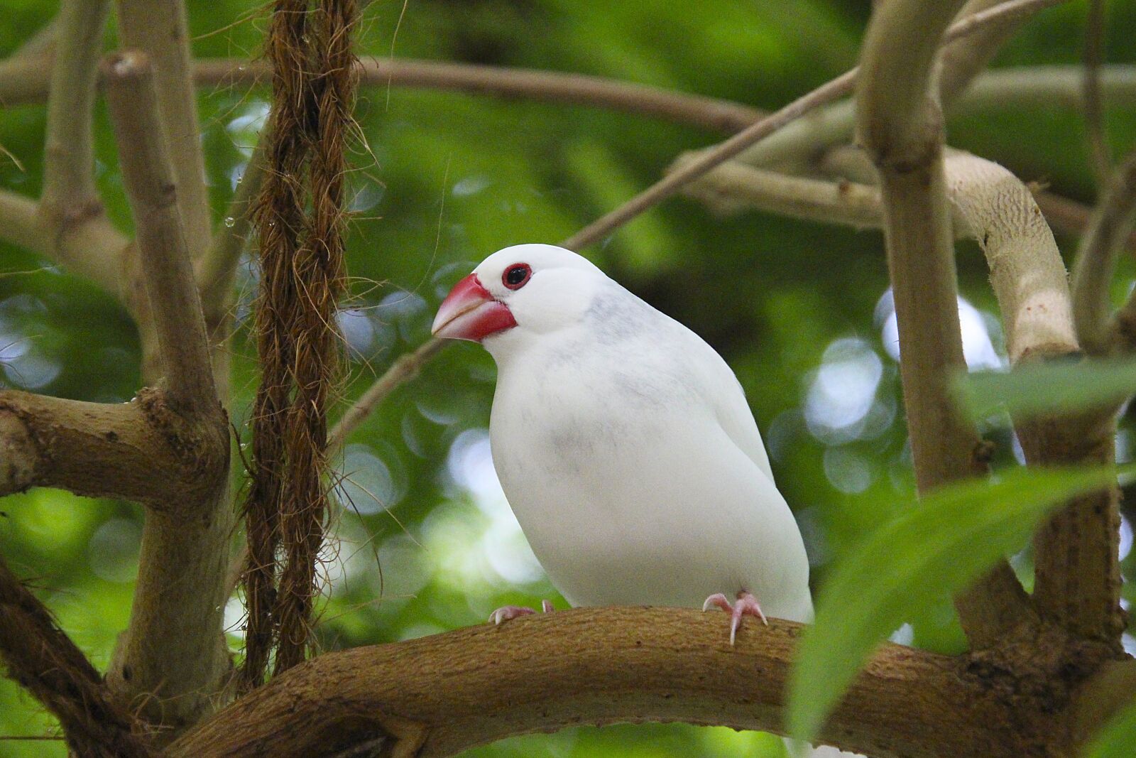 Canon EOS 700D (EOS Rebel T5i / EOS Kiss X7i) sample photo. Bird, white, exotic photography