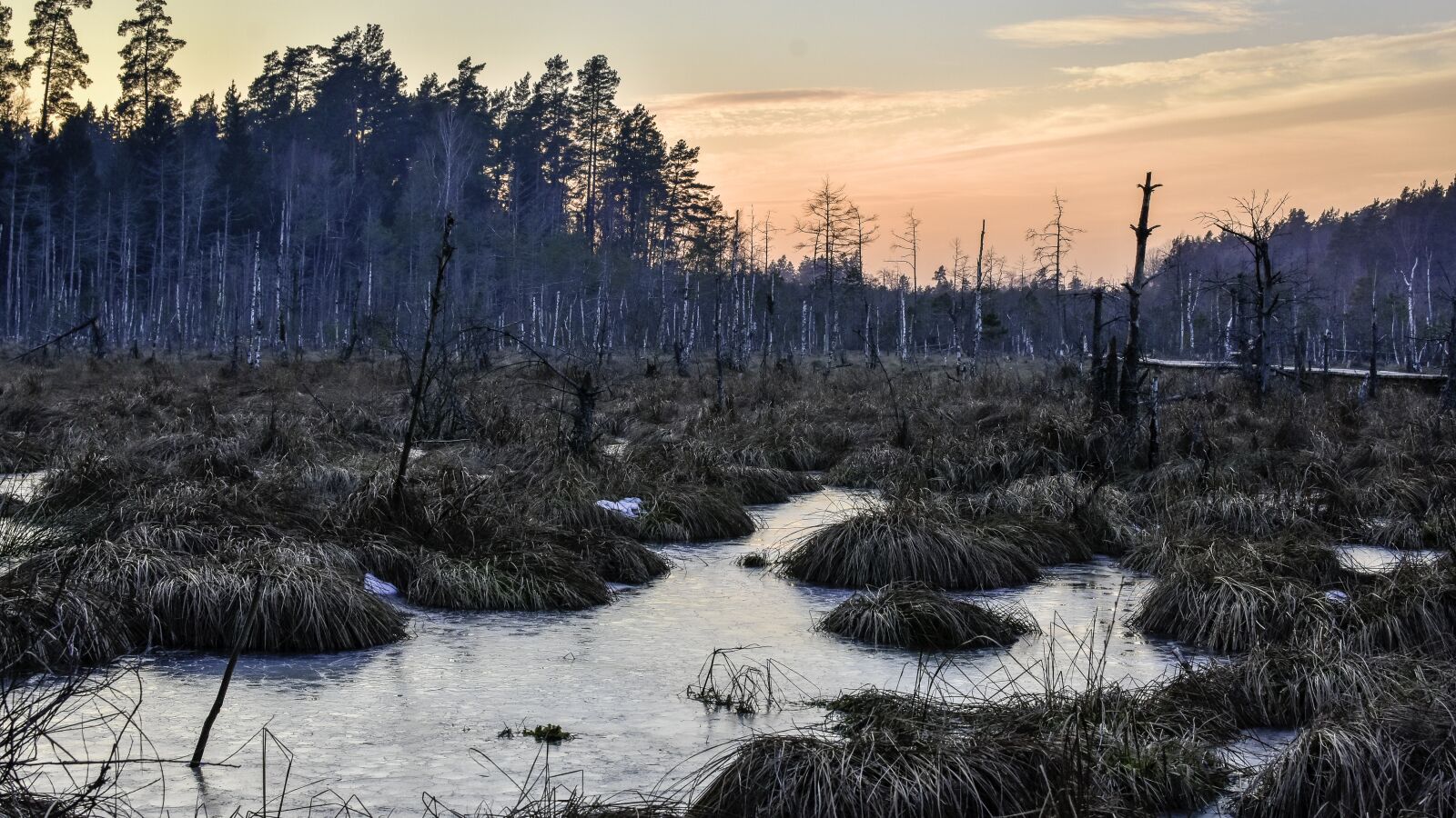 Nikon D7200 sample photo. Swamp, ice, winter photography
