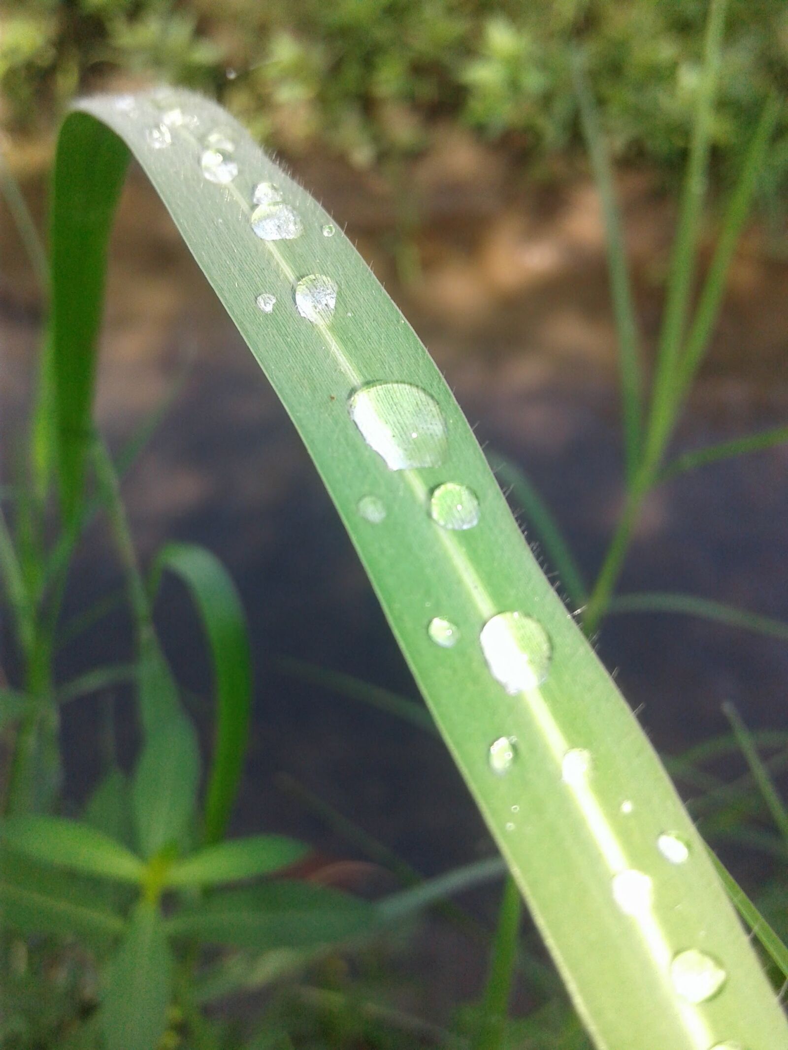 Samsung Galaxy J2 sample photo. Dew, leaf, green photography