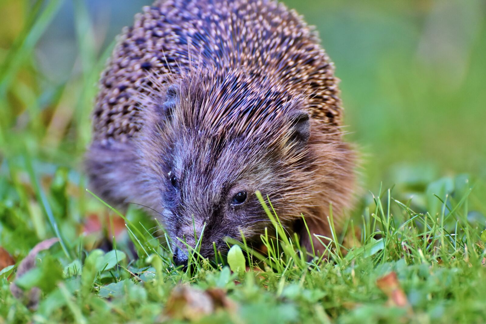 Nikon D7200 sample photo. Hedgehog, spur, hannah photography