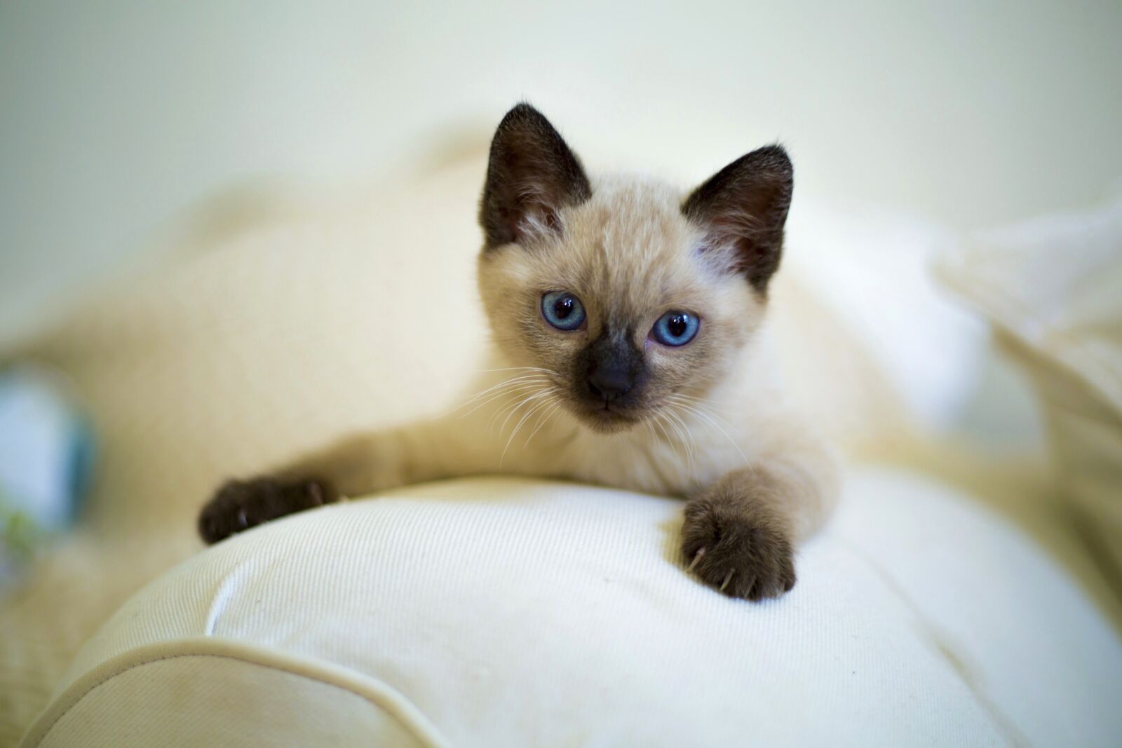 Canon EOS 5D Mark III sample photo. Cute, cat, pet photography