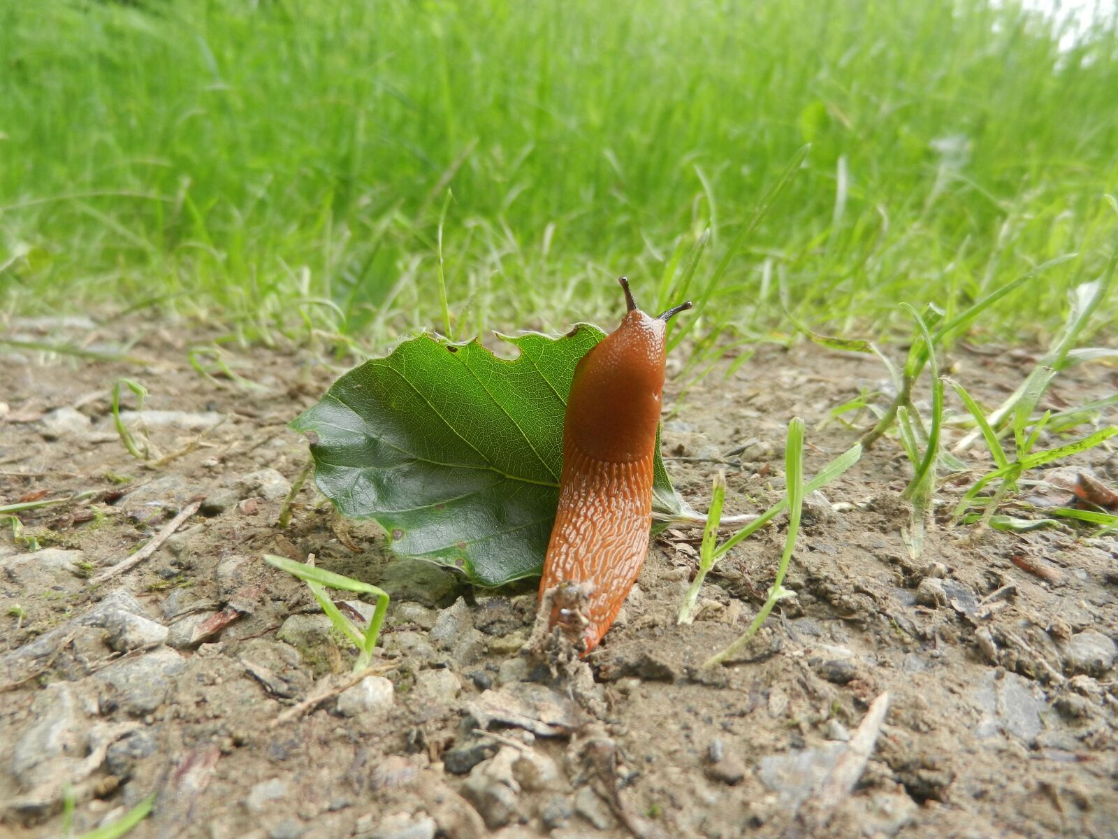 Nikon Coolpix S9100 sample photo. Forest, slug, nature photography