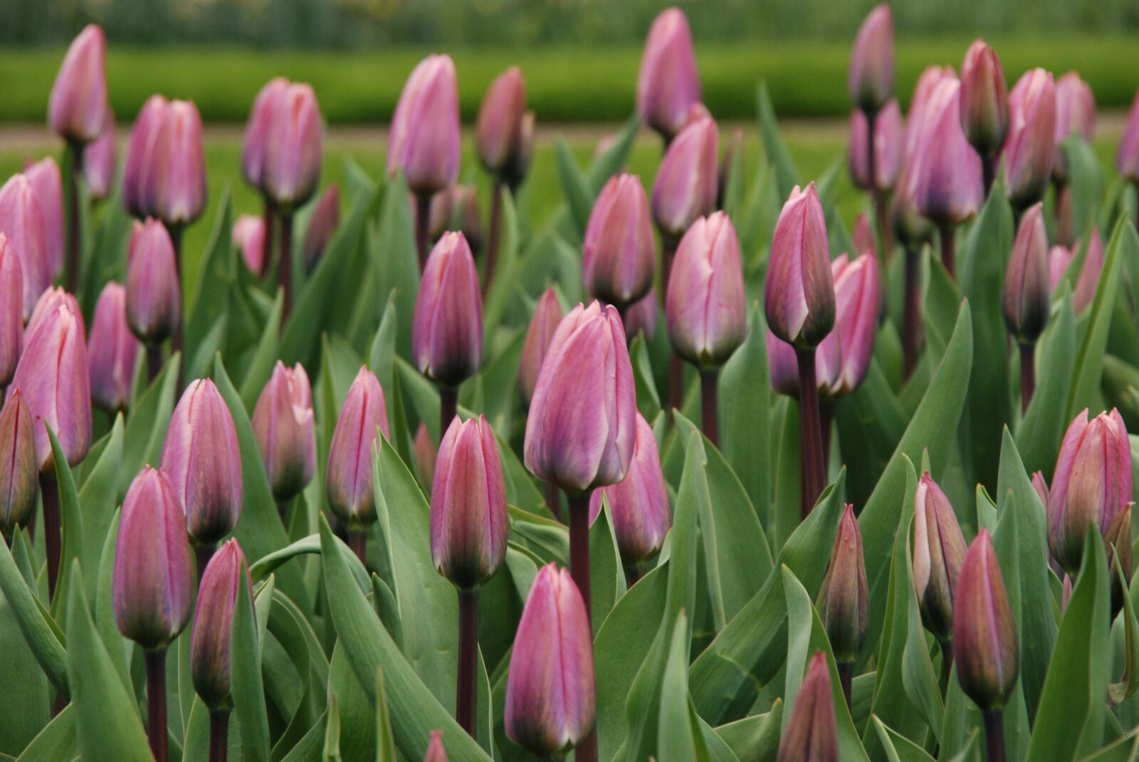 Nikon D80 sample photo. Nature, flower, tulip photography