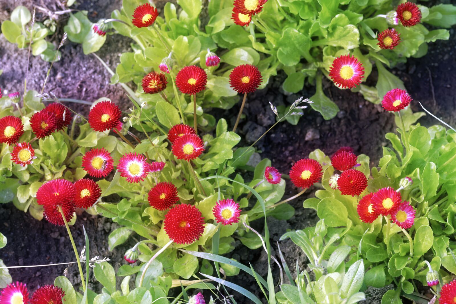 Nikon D5300 sample photo. Marguerite, flowers, the red photography