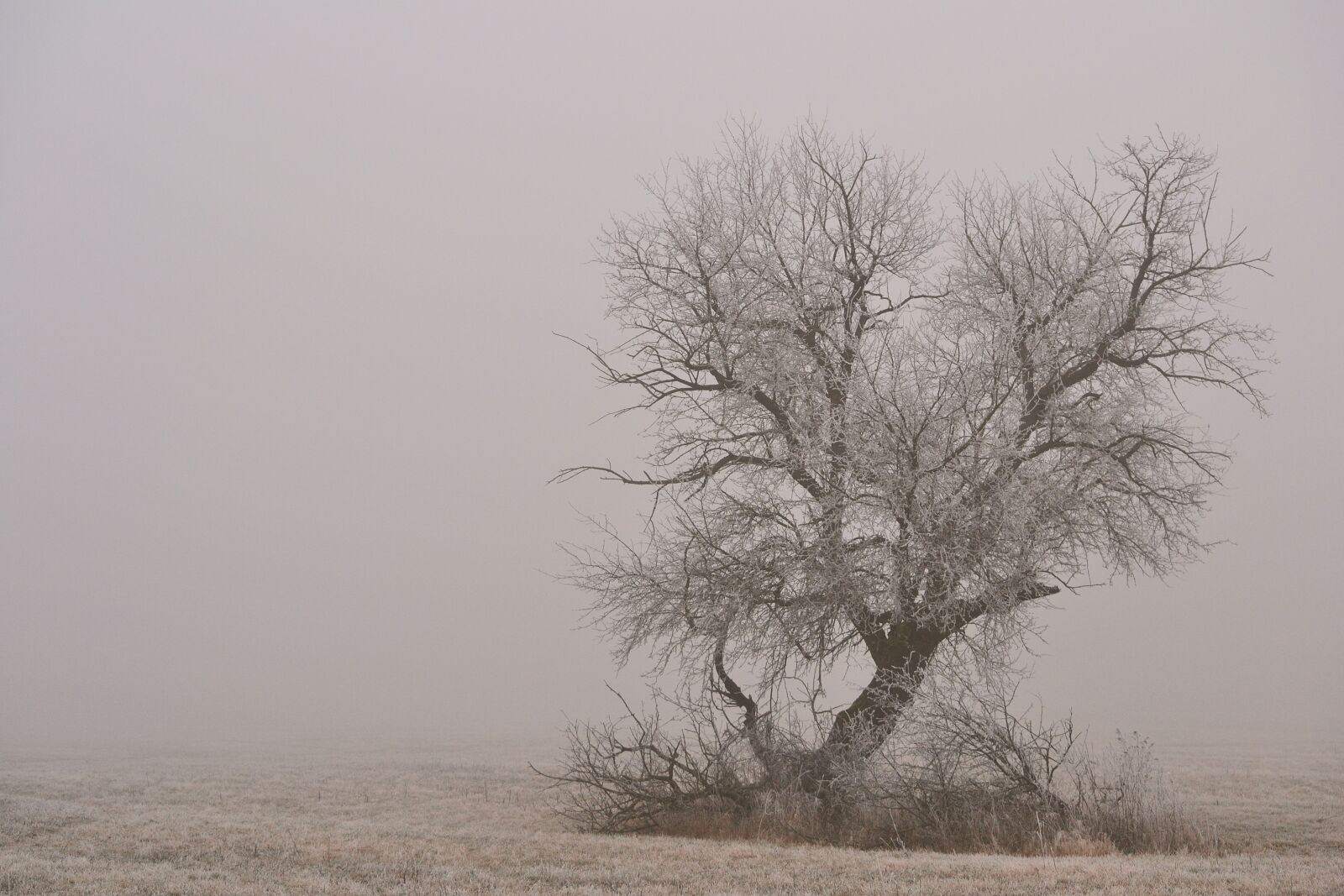 Nikon D3100 sample photo. Winter, tree, nature photography