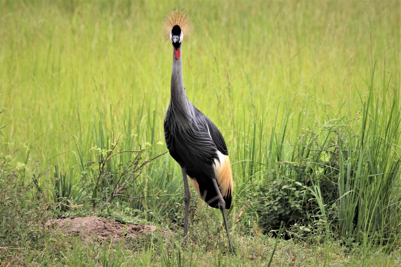Canon EOS 60D sample photo. East african crested crane photography