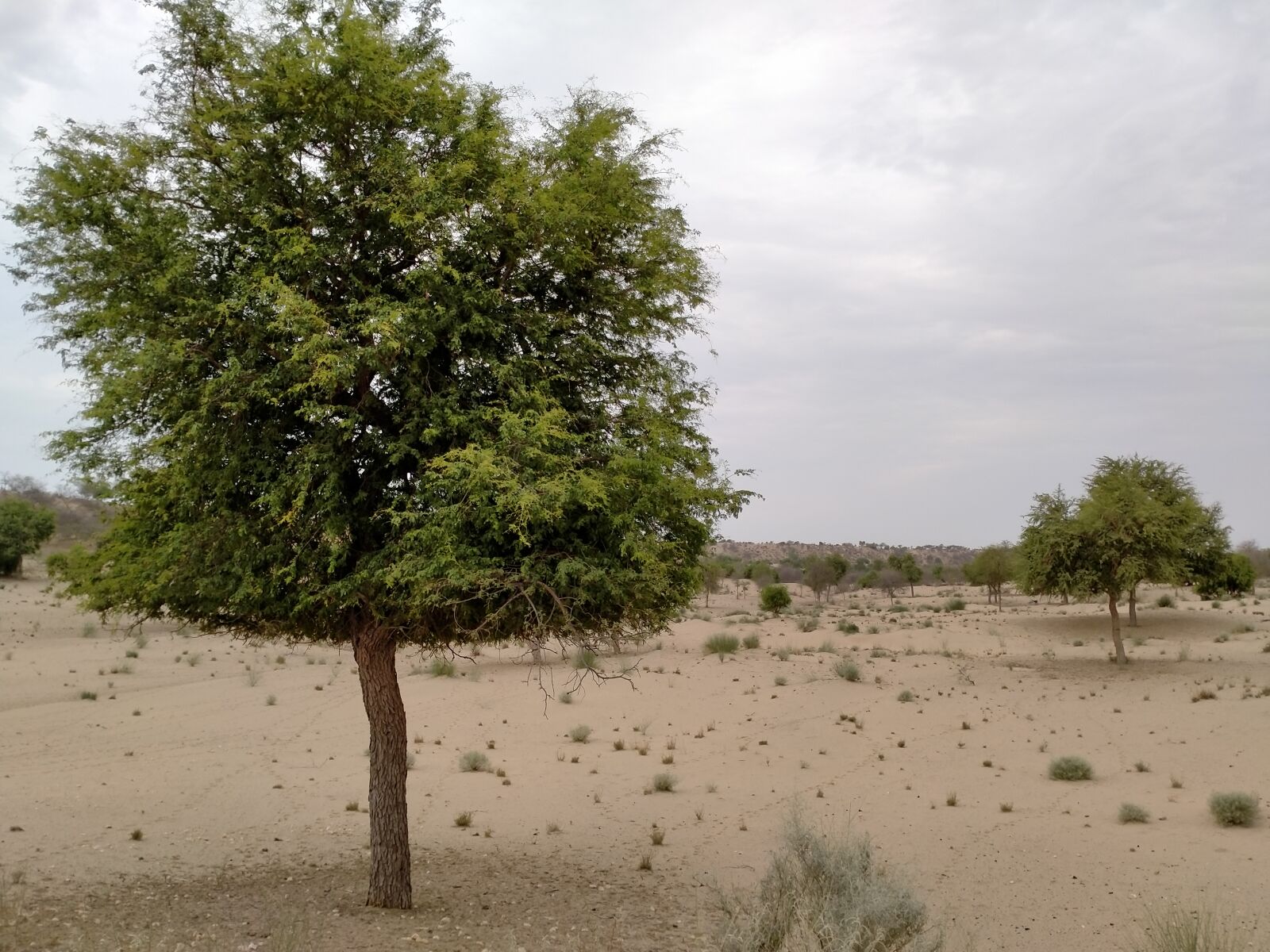 OPPO A5 2020 sample photo. Alone tree, tree, sad photography
