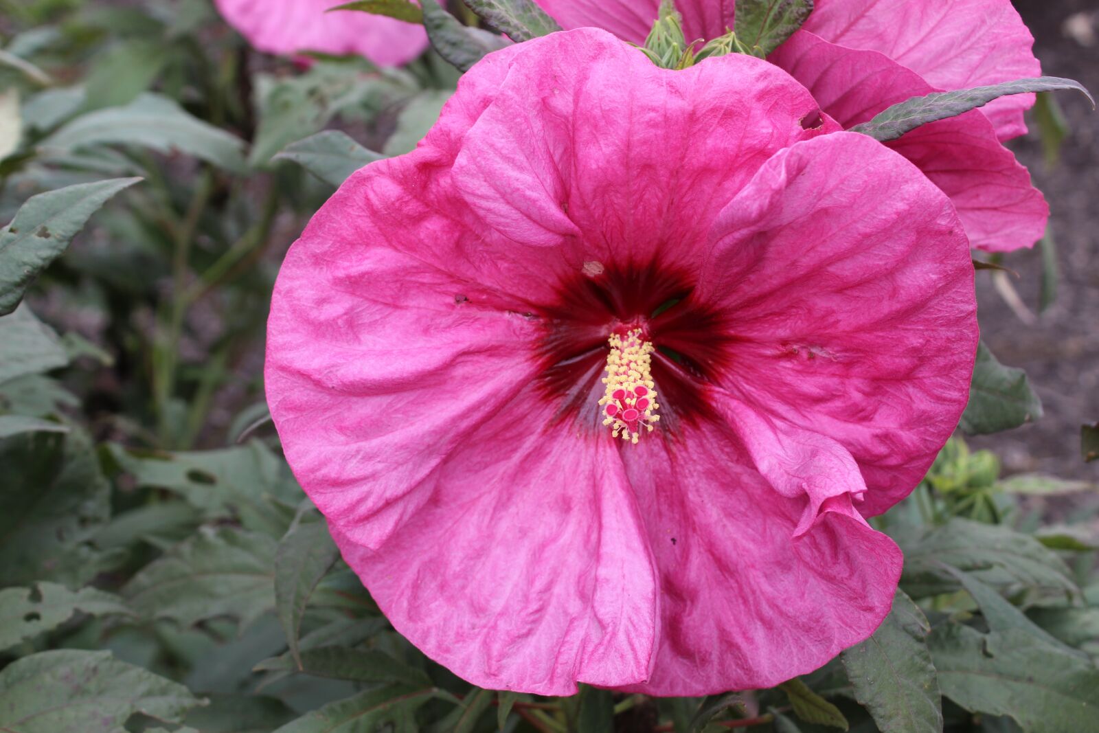 Canon EOS 1300D (EOS Rebel T6 / EOS Kiss X80) sample photo. Flower, bloom, spring photography