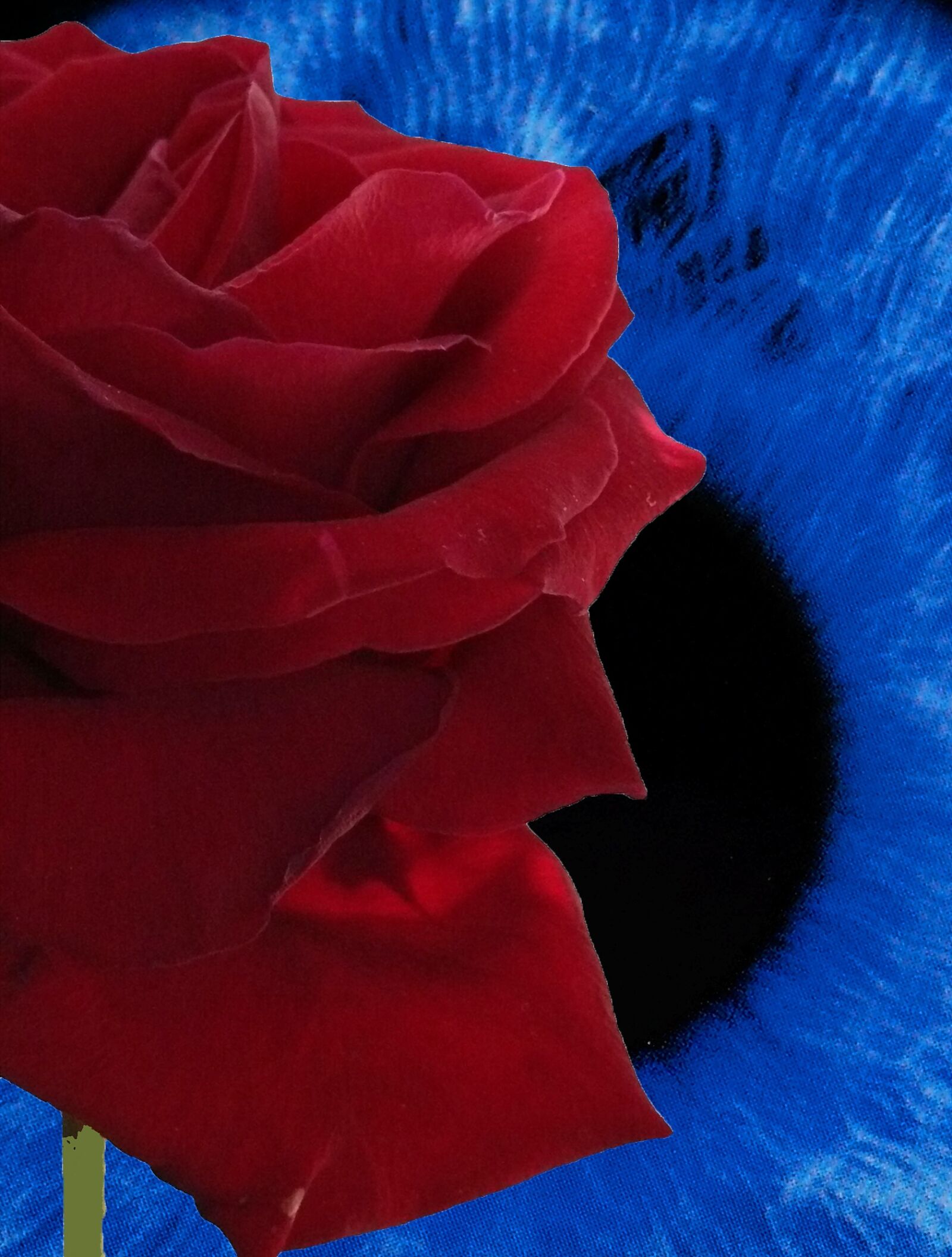 Leica V-LUX 1 sample photo. Rose, flower, queen of photography