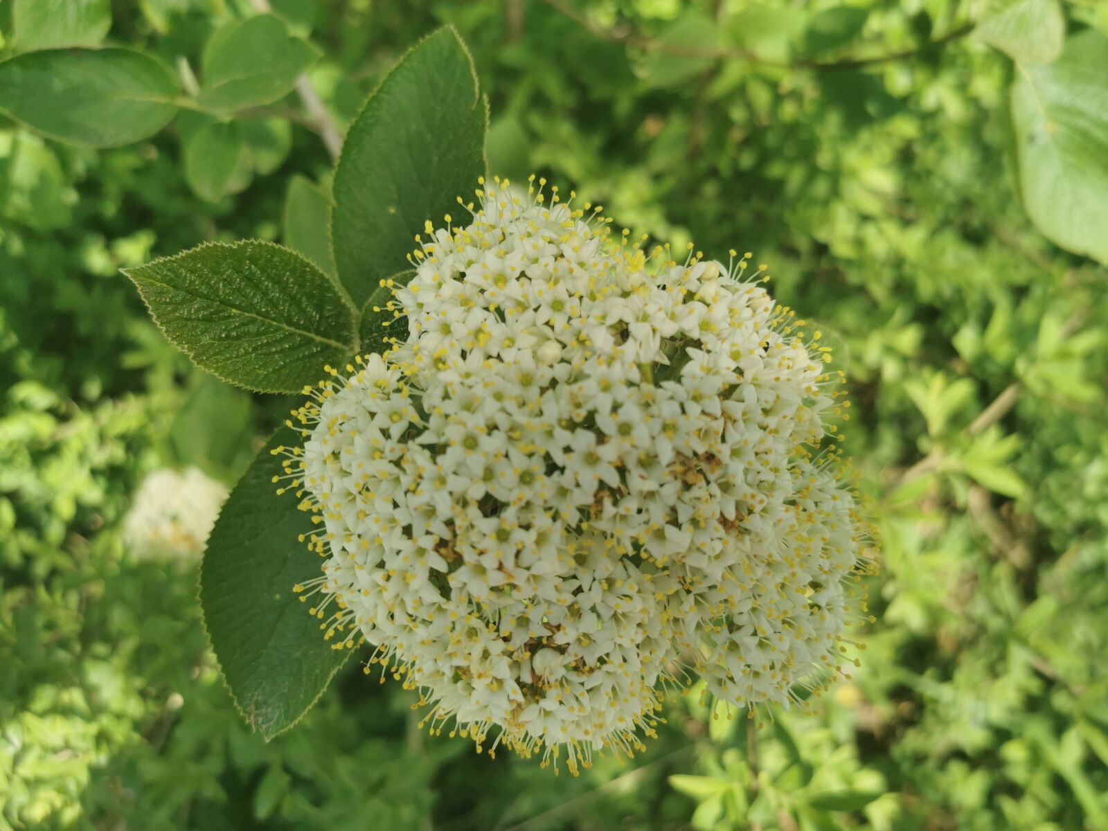 HUAWEI P30 Pro sample photo. Flower, flora, white photography