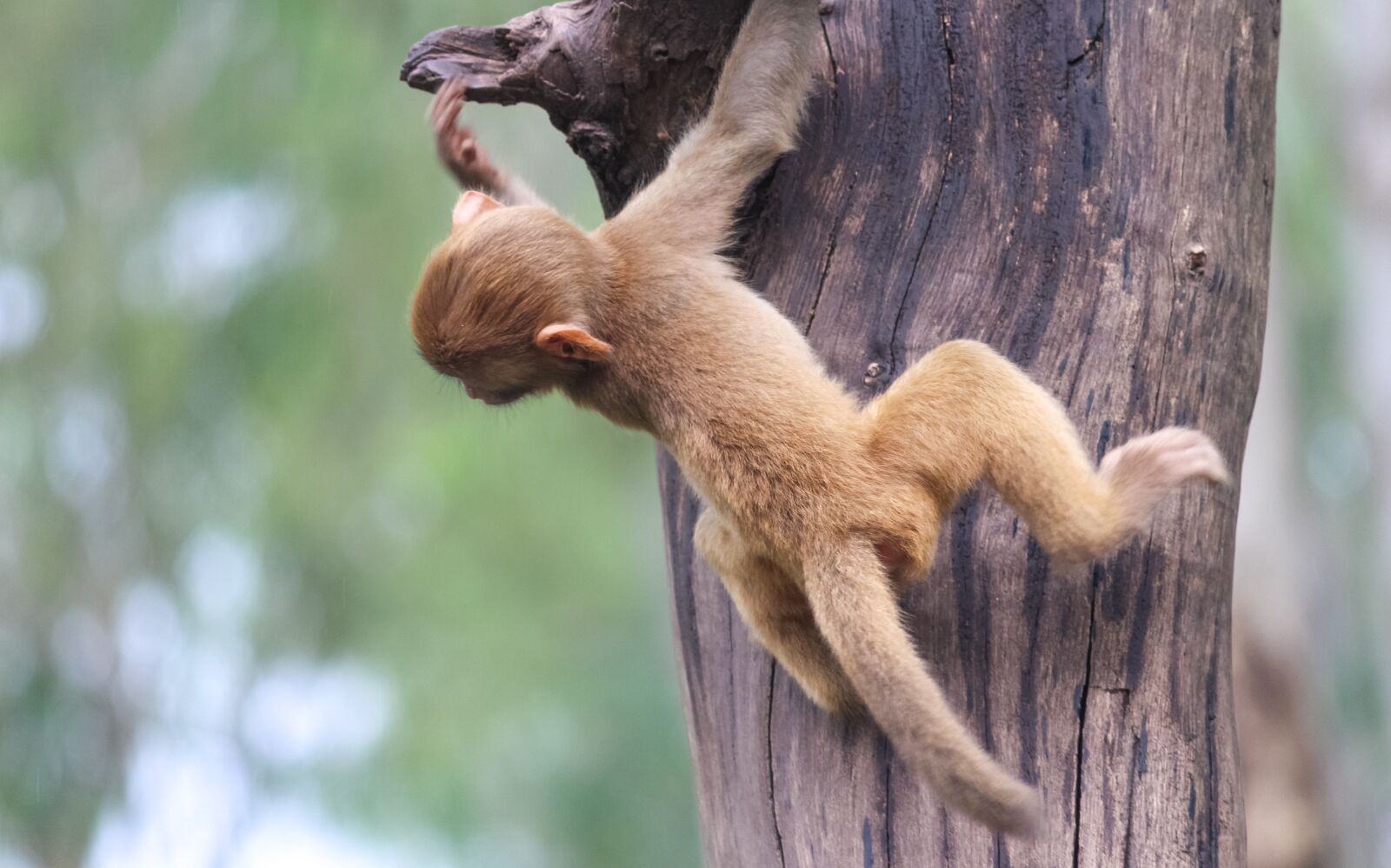 Canon EOS 700D (EOS Rebel T5i / EOS Kiss X7i) sample photo. Monkey, tree, primate photography