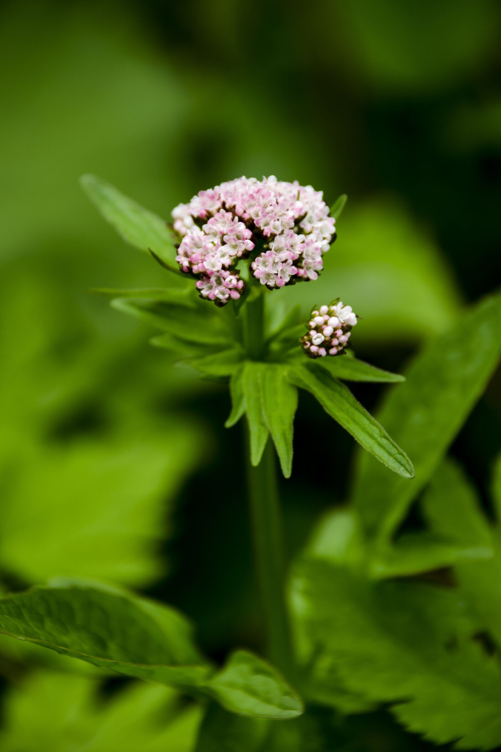 Nikon D7000 sample photo. Macro, plant, nature photography