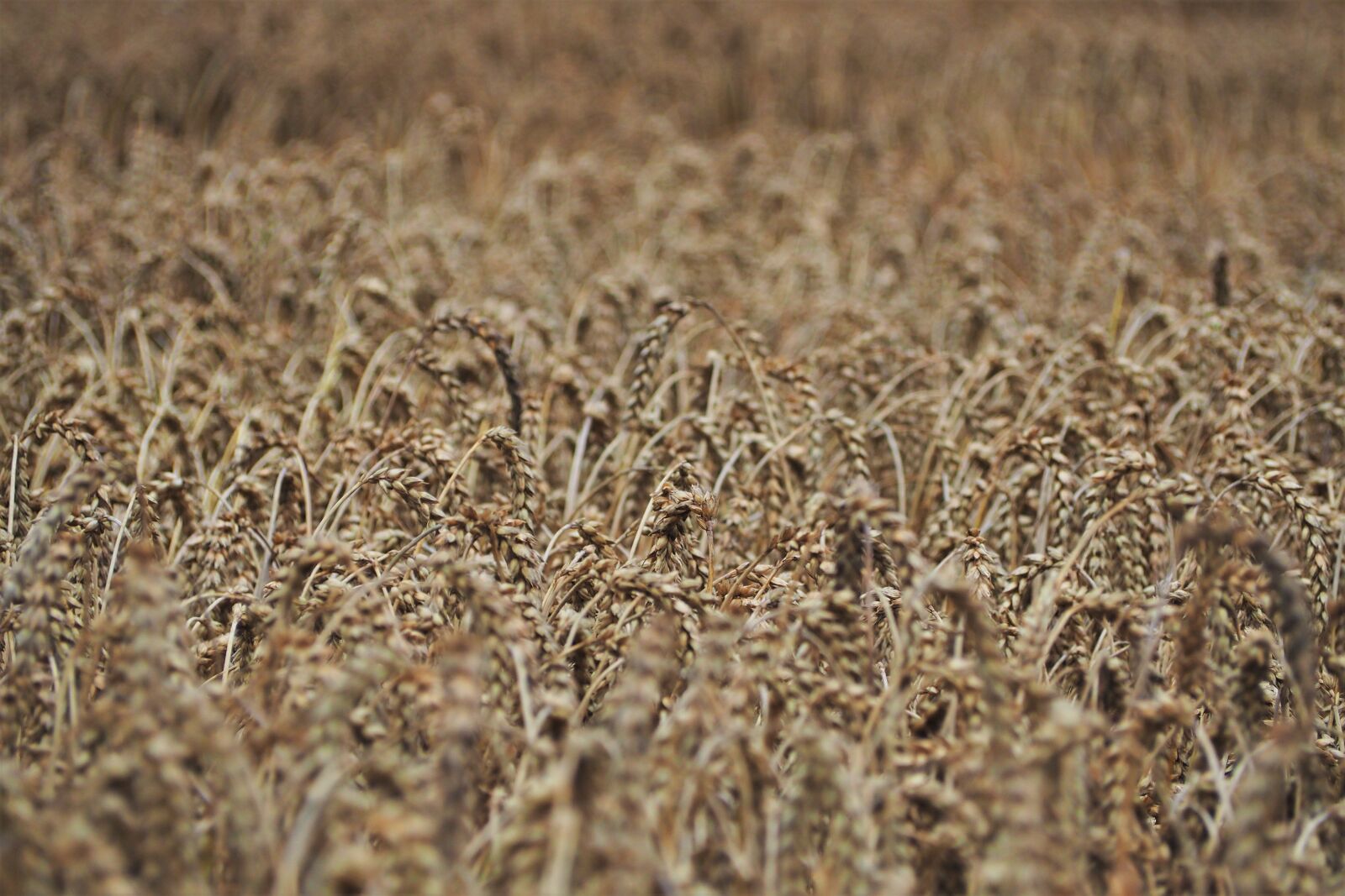 Olympus M.Zuiko Digital ED 40-150mm F4-5.6 sample photo. Wheat field, wheat, cereals photography