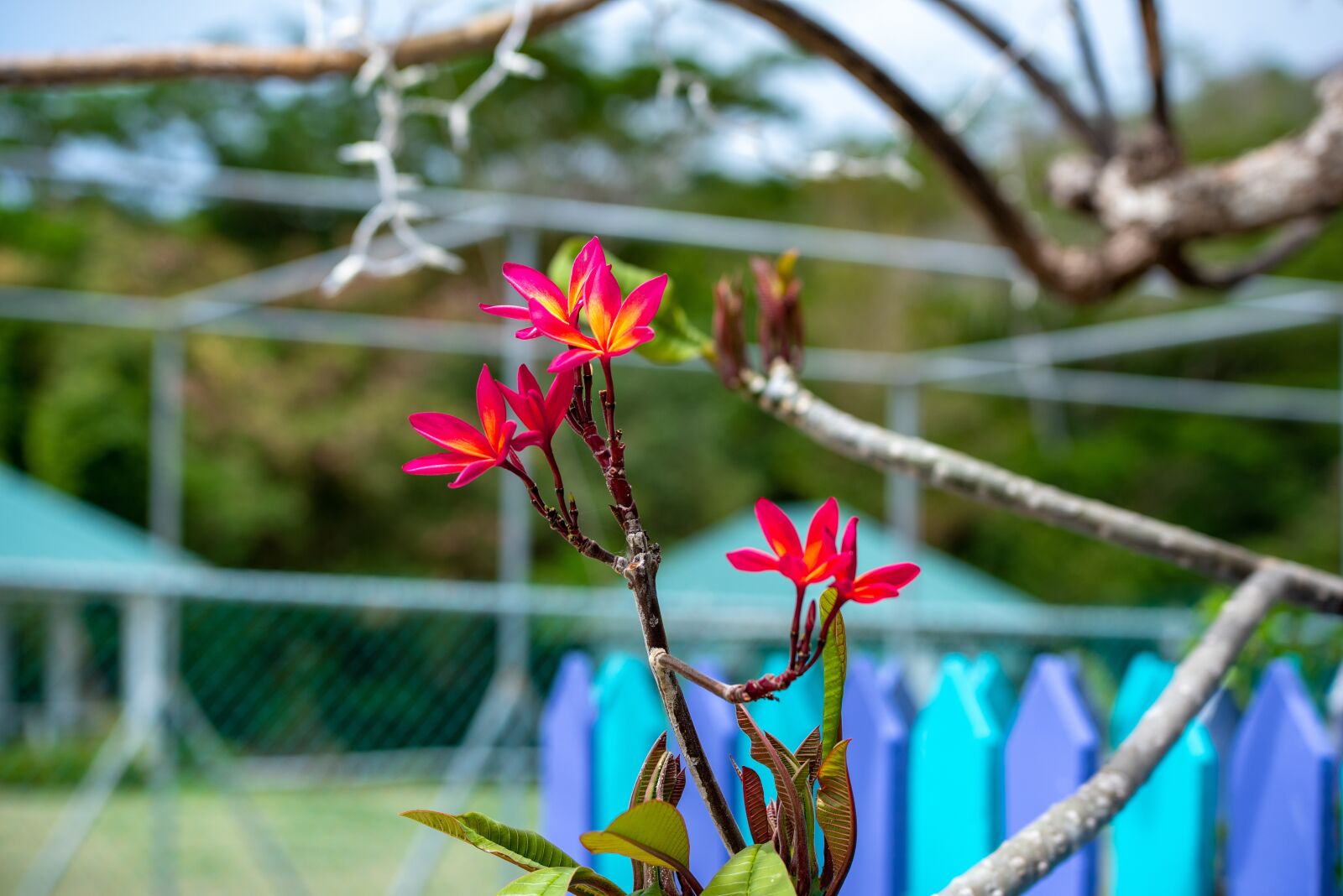Nikon D750 sample photo. St vincent and the photography