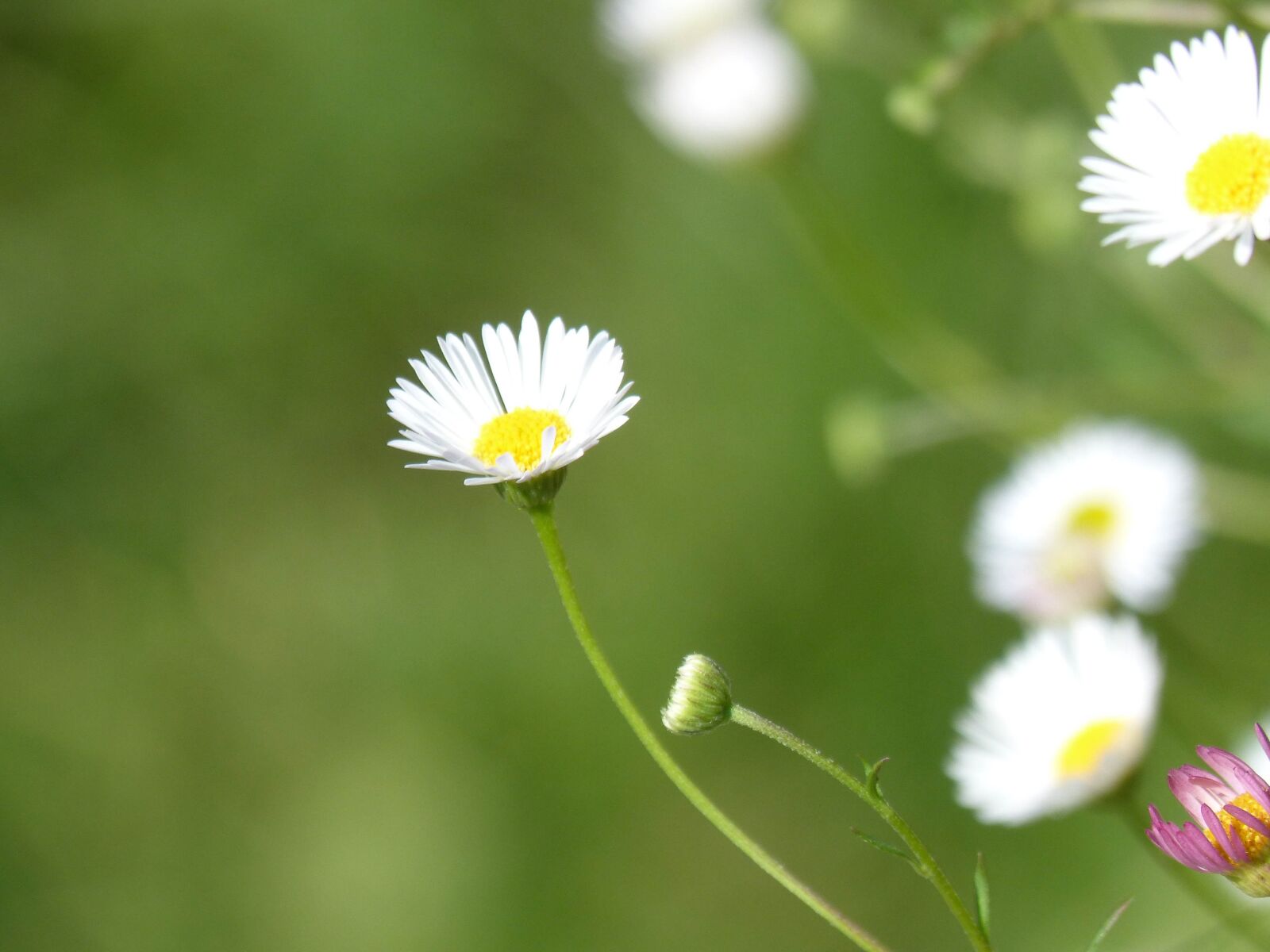 Panasonic DMC-FZ62 sample photo. Flower, daisy, florir photography