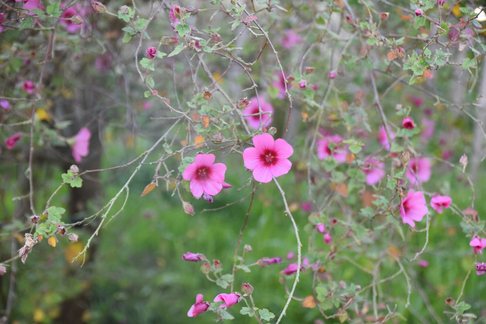 Nikon D5600 sample photo. Flower, flowers, flower of photography