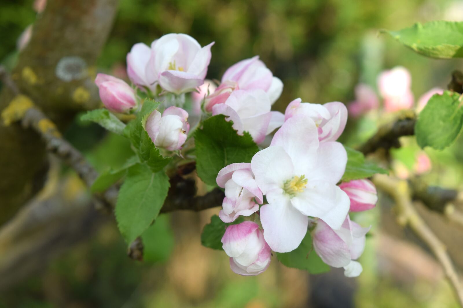 Nikon D3300 sample photo. Apple blossom, branch, fruit photography