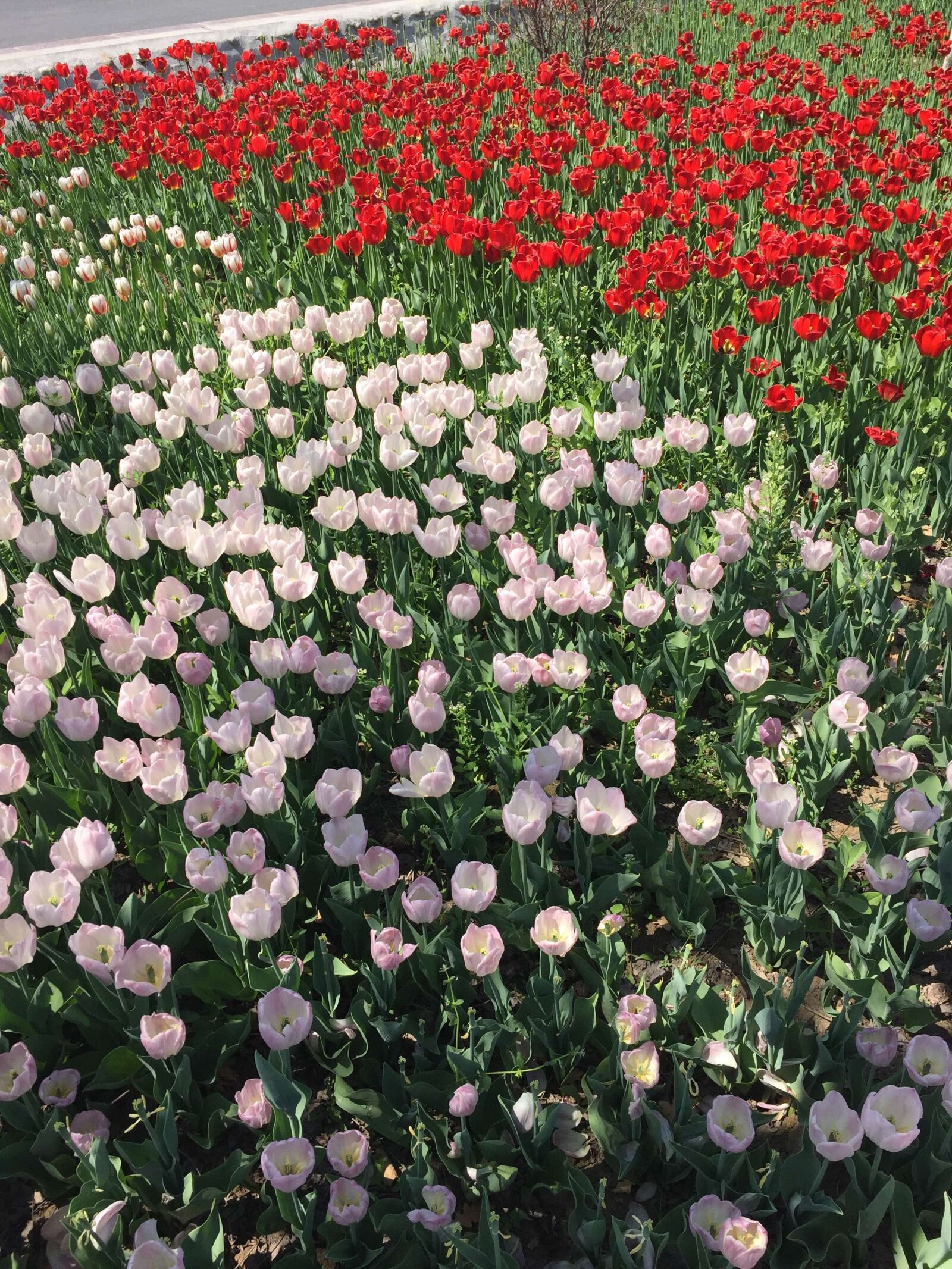 Apple iPhone 6 sample photo. Tulip, flowers, two photography