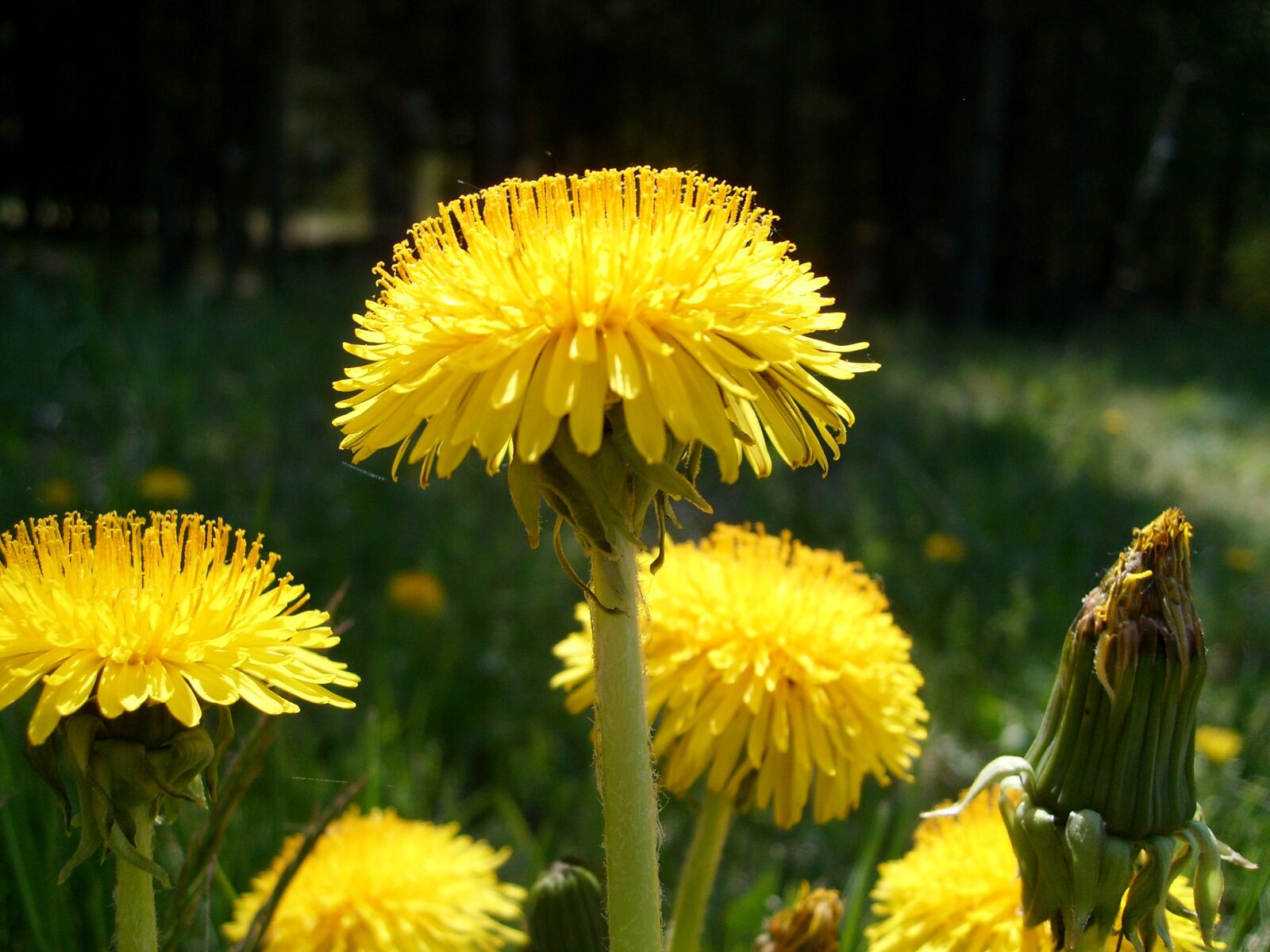 Samsung KENOX S730  / Samsung S730 sample photo. Flower, yellow, nature photography