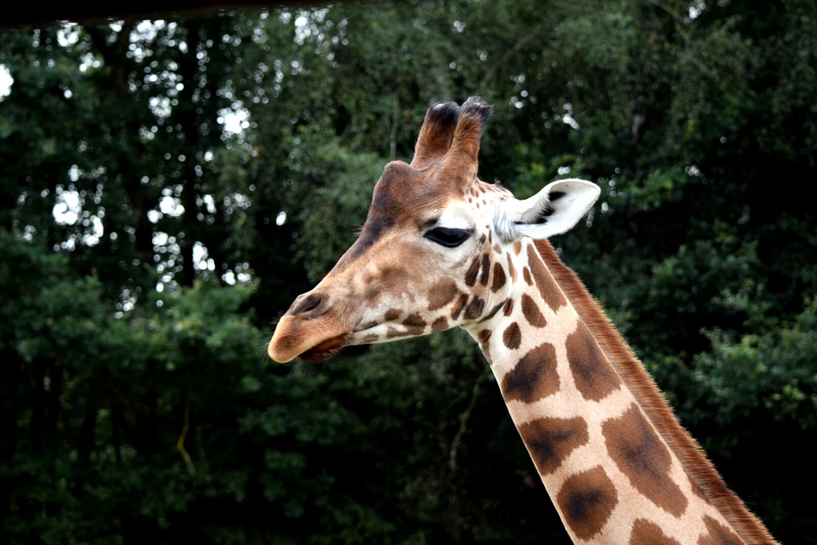Nikon D5300 sample photo. Giraffe, wild animal, large photography