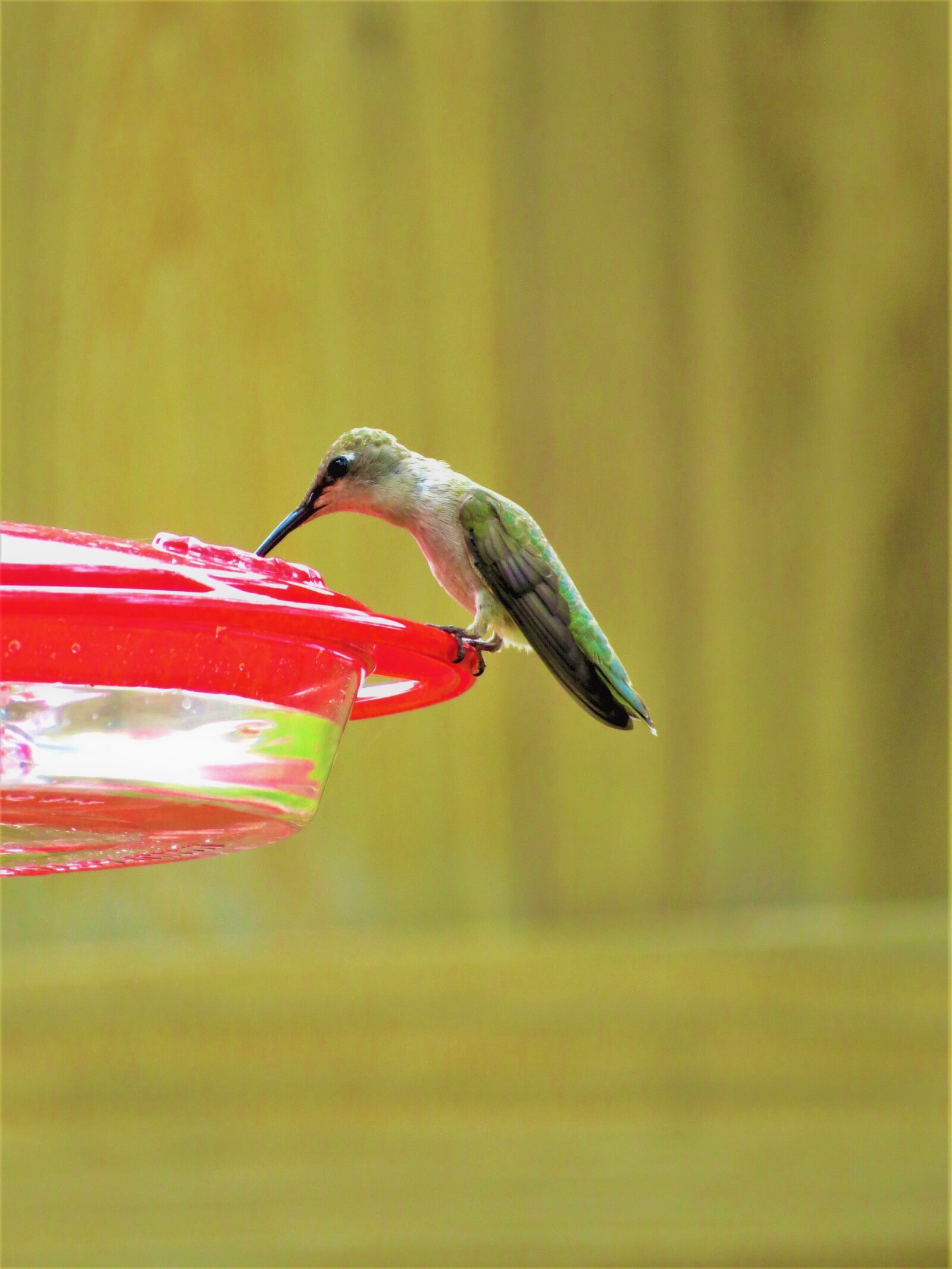 Canon PowerShot SX50 HS sample photo. Humming bird, green, red photography