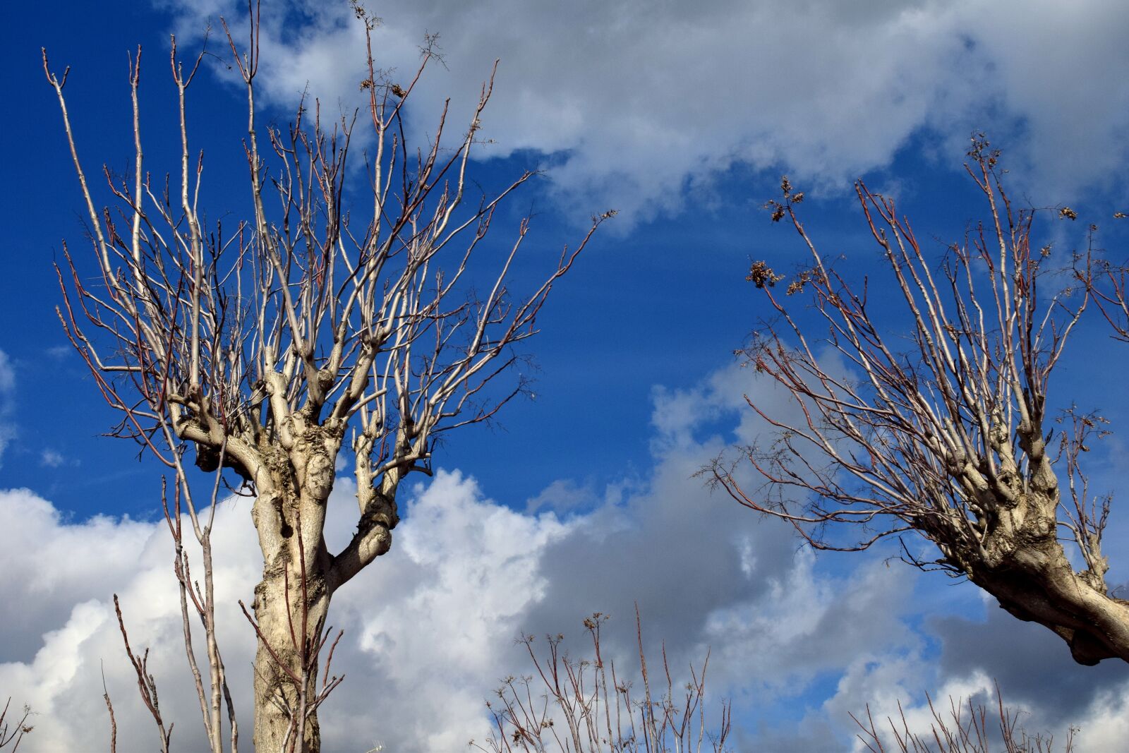 Nikon D3300 sample photo. Crown, kahl, clouds photography