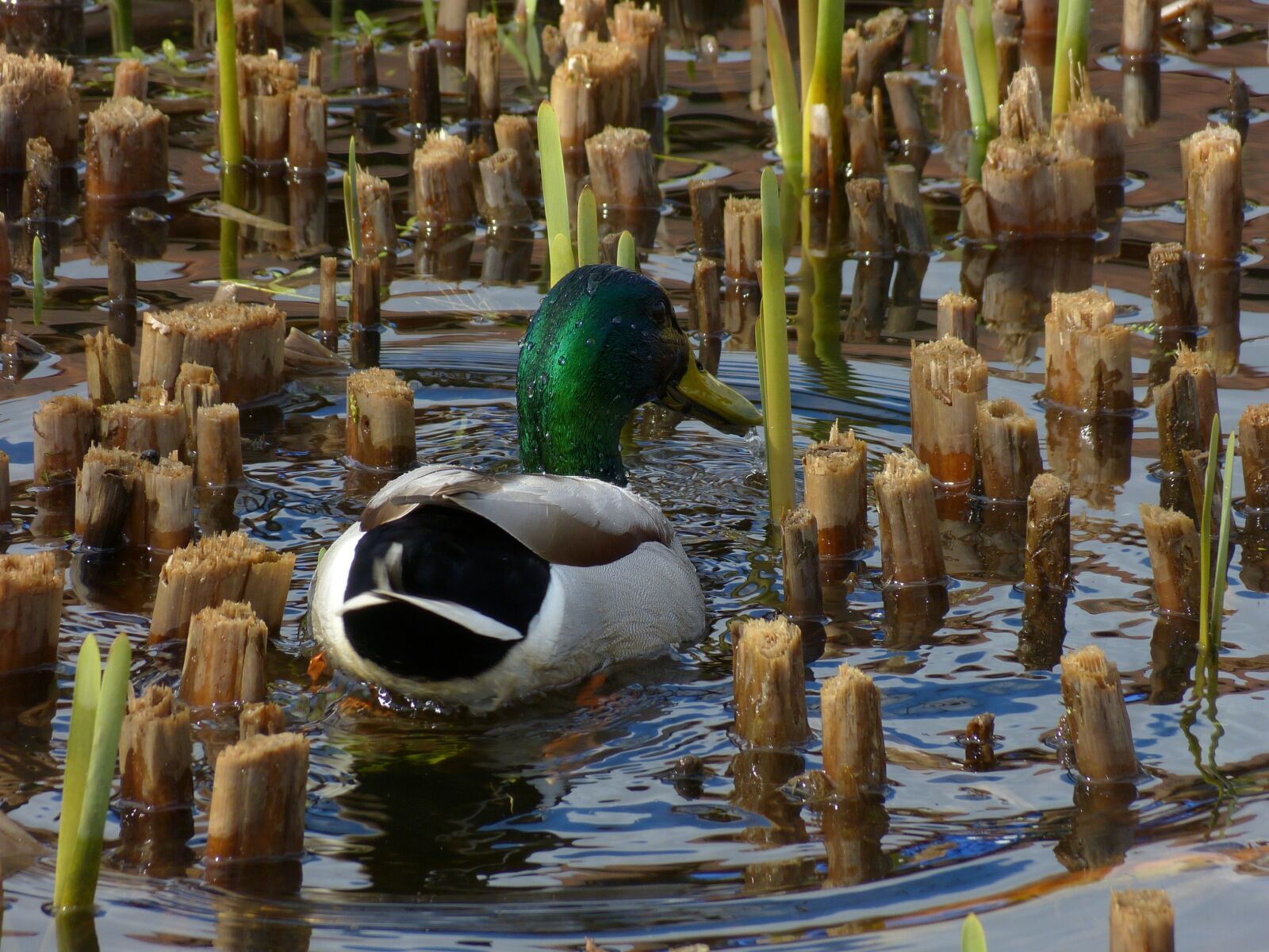Panasonic Lumix DMC-FZ150 sample photo. Duck, animal, nature photography