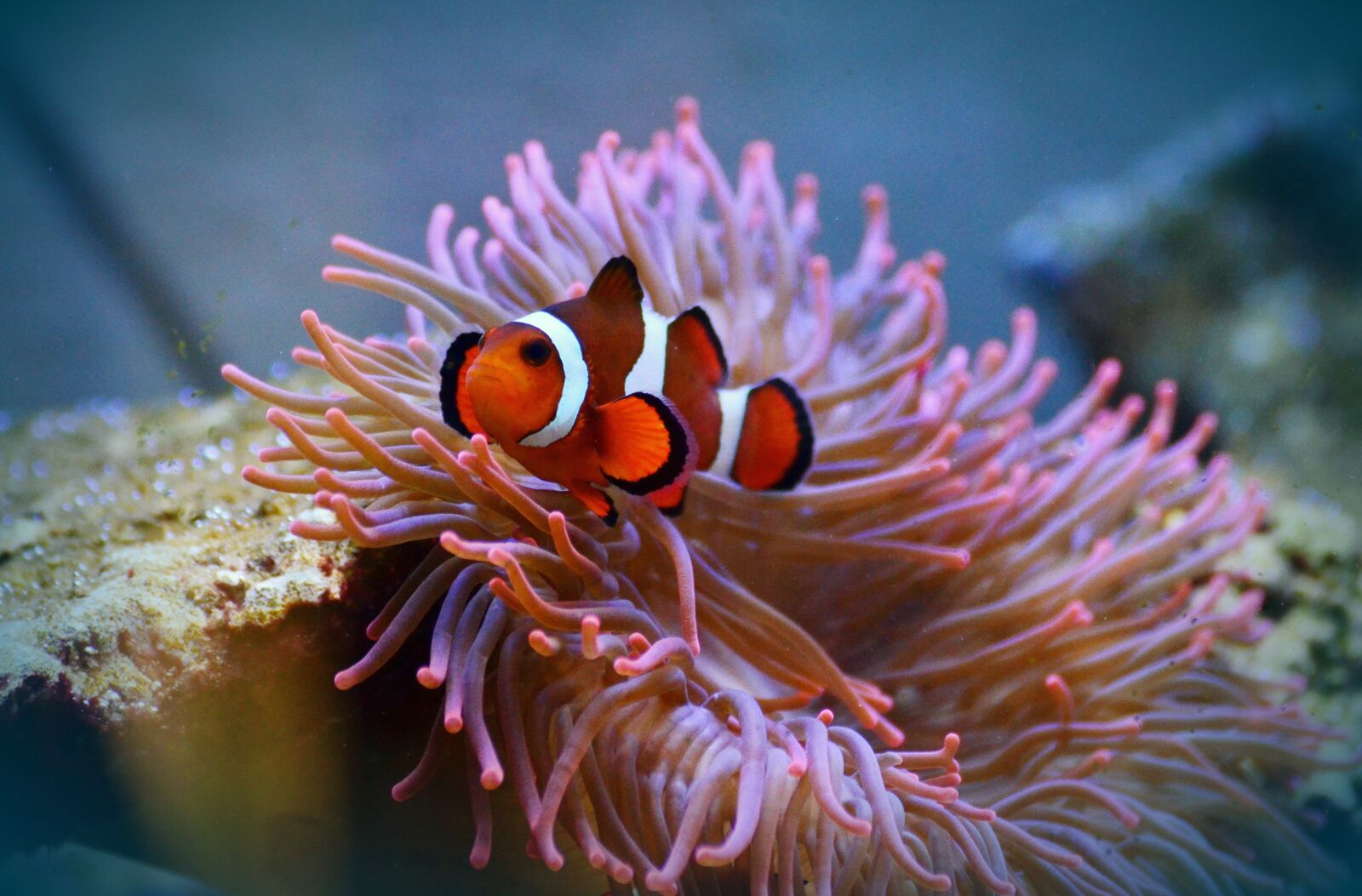 Nikon D5100 sample photo. Anemone fish, clown fish photography