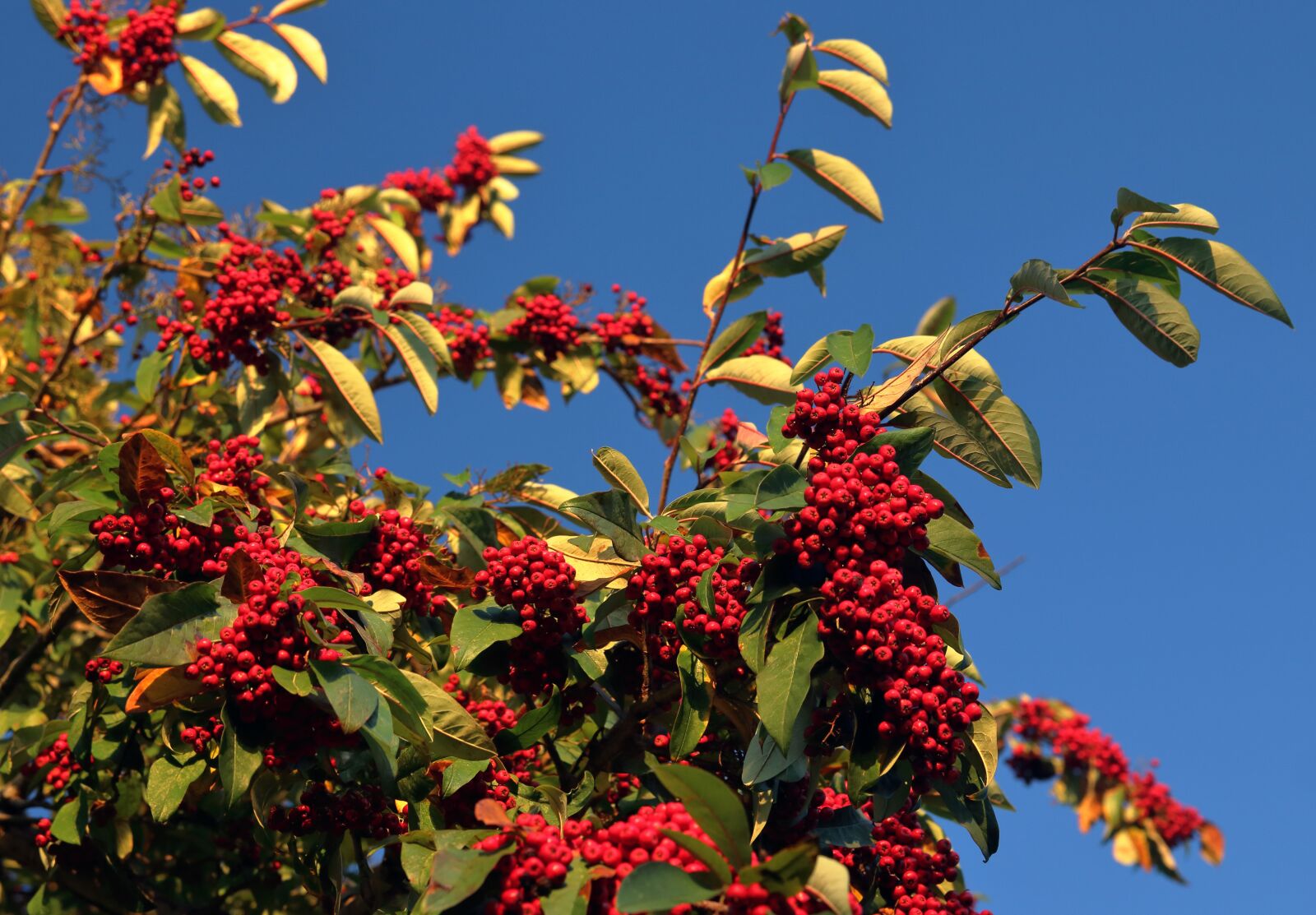 Canon EOS 80D sample photo. Red, berries, shrub photography