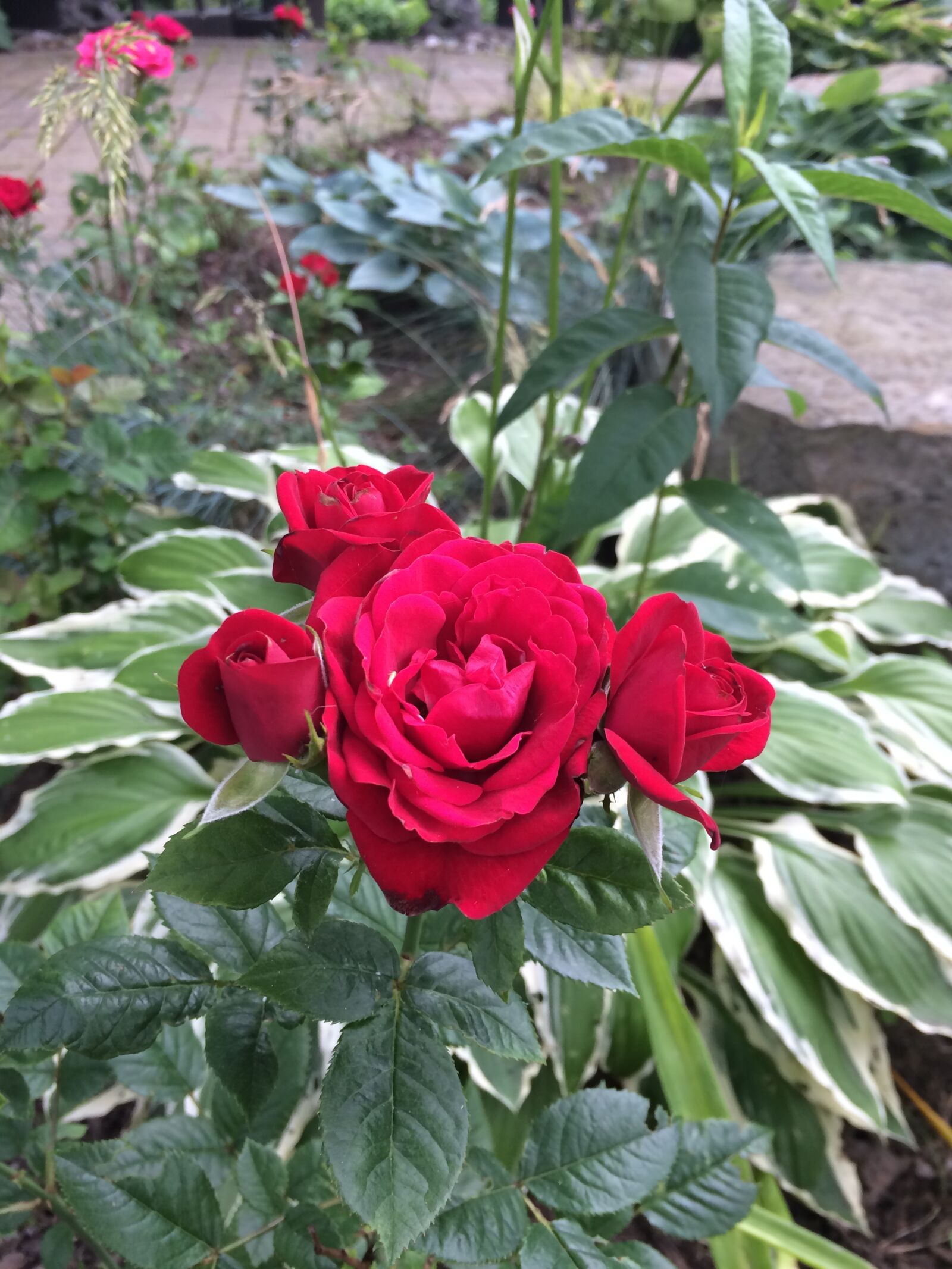 iPhone 5s back camera 4.15mm f/2.2 sample photo. Rose, garden, flower photography