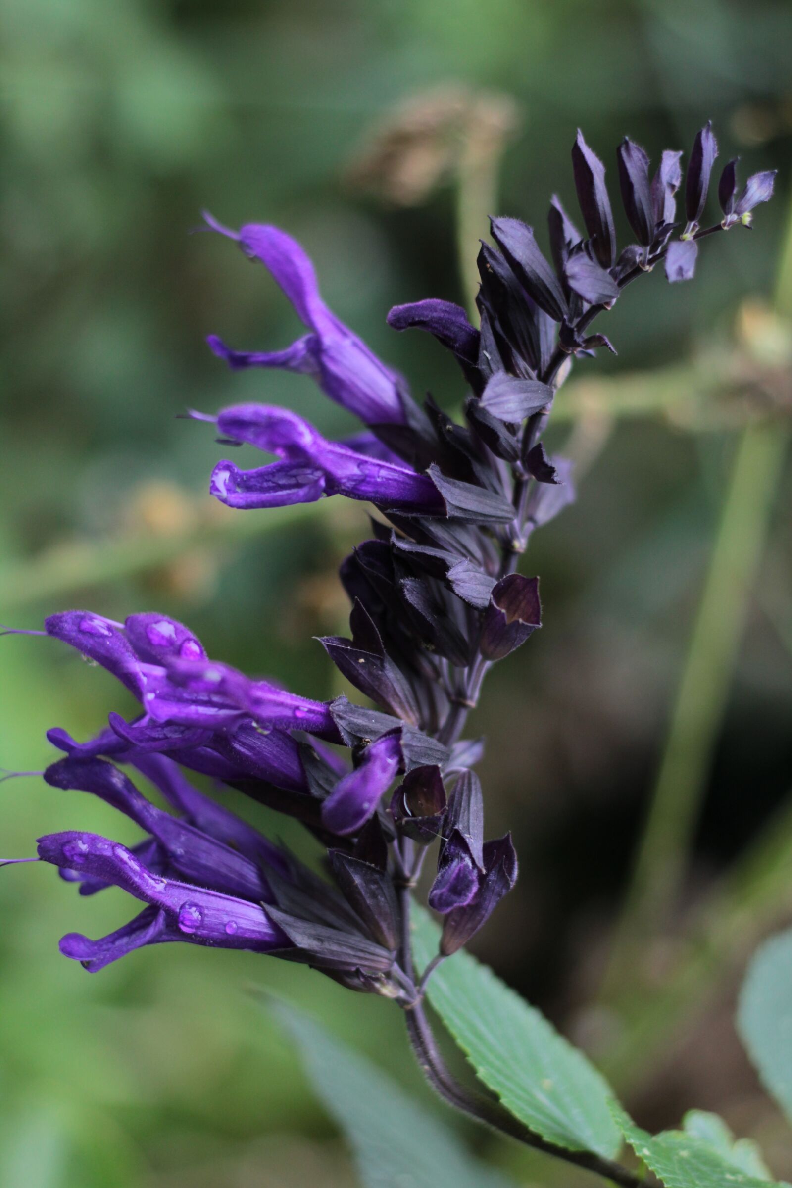 Canon EOS 600D (Rebel EOS T3i / EOS Kiss X5) + Canon EF 50mm F1.8 STM sample photo. Salvia amistad, sage, purple photography