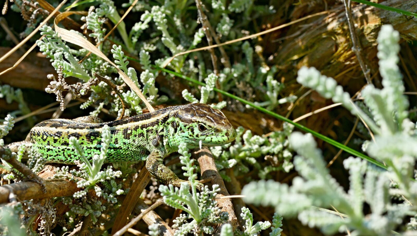 Panasonic Lumix DMC-FZ1000 sample photo. The lizard, common, nature photography